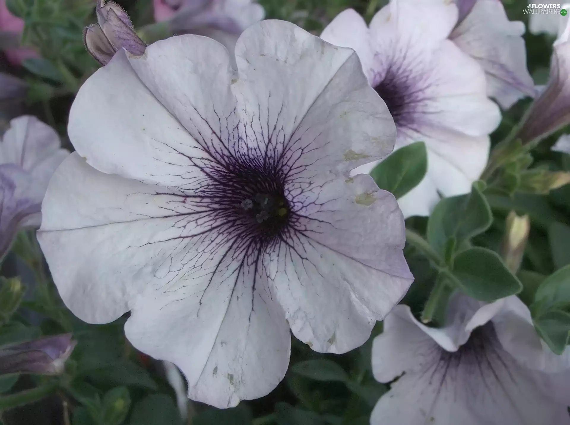 White, Petunia