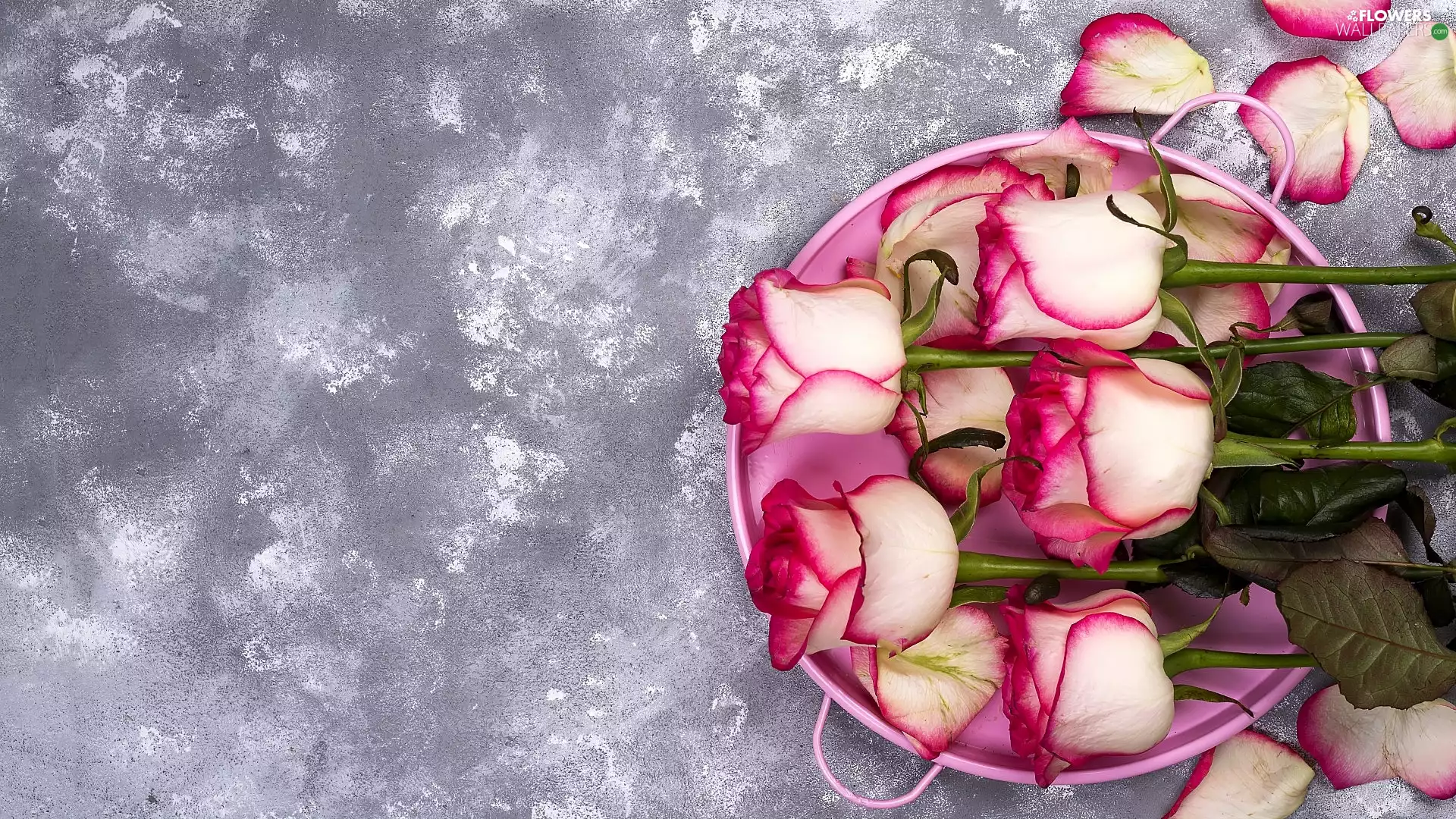roses, Grey, background, white and pink