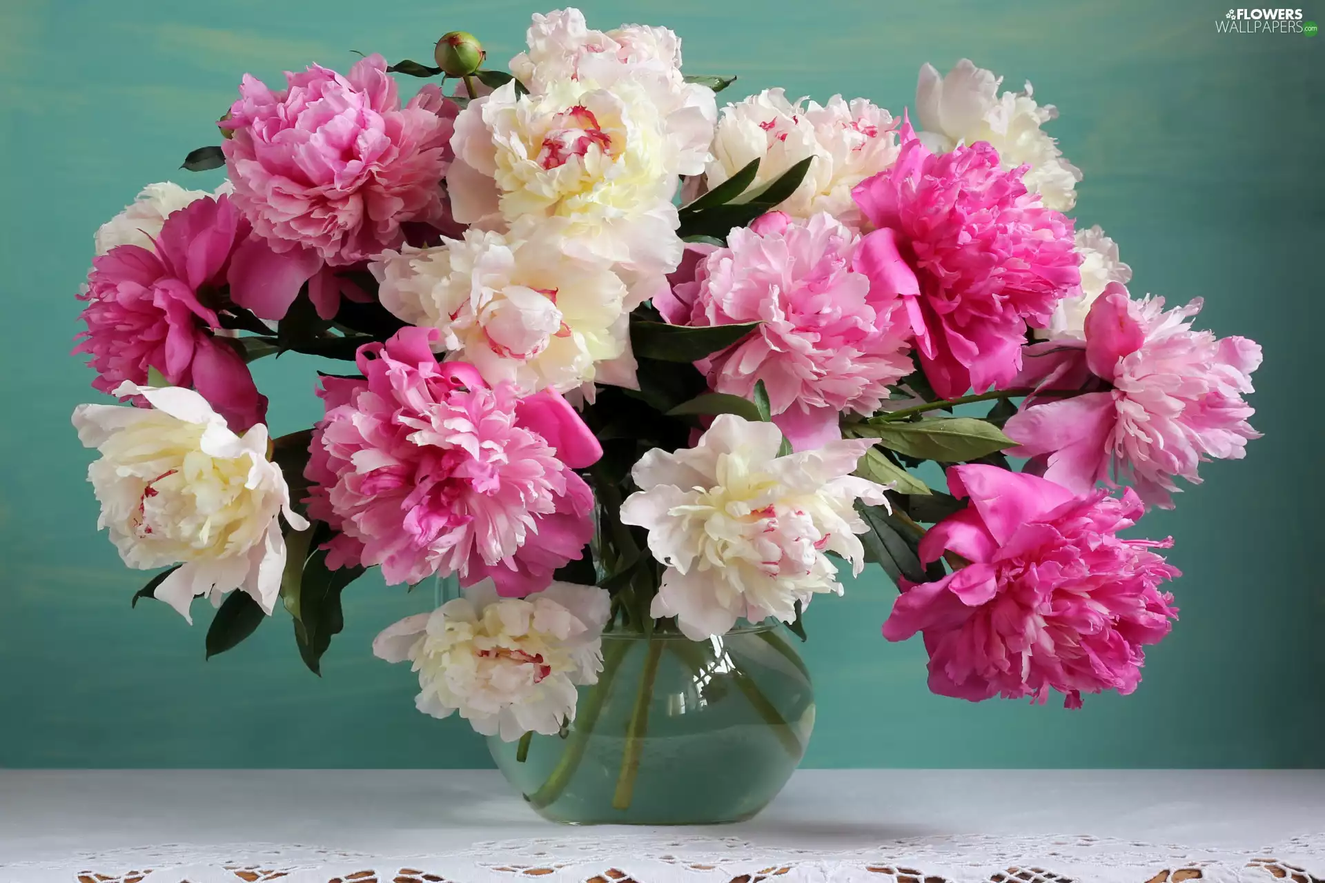 Pink, Peonies, bouquet, White