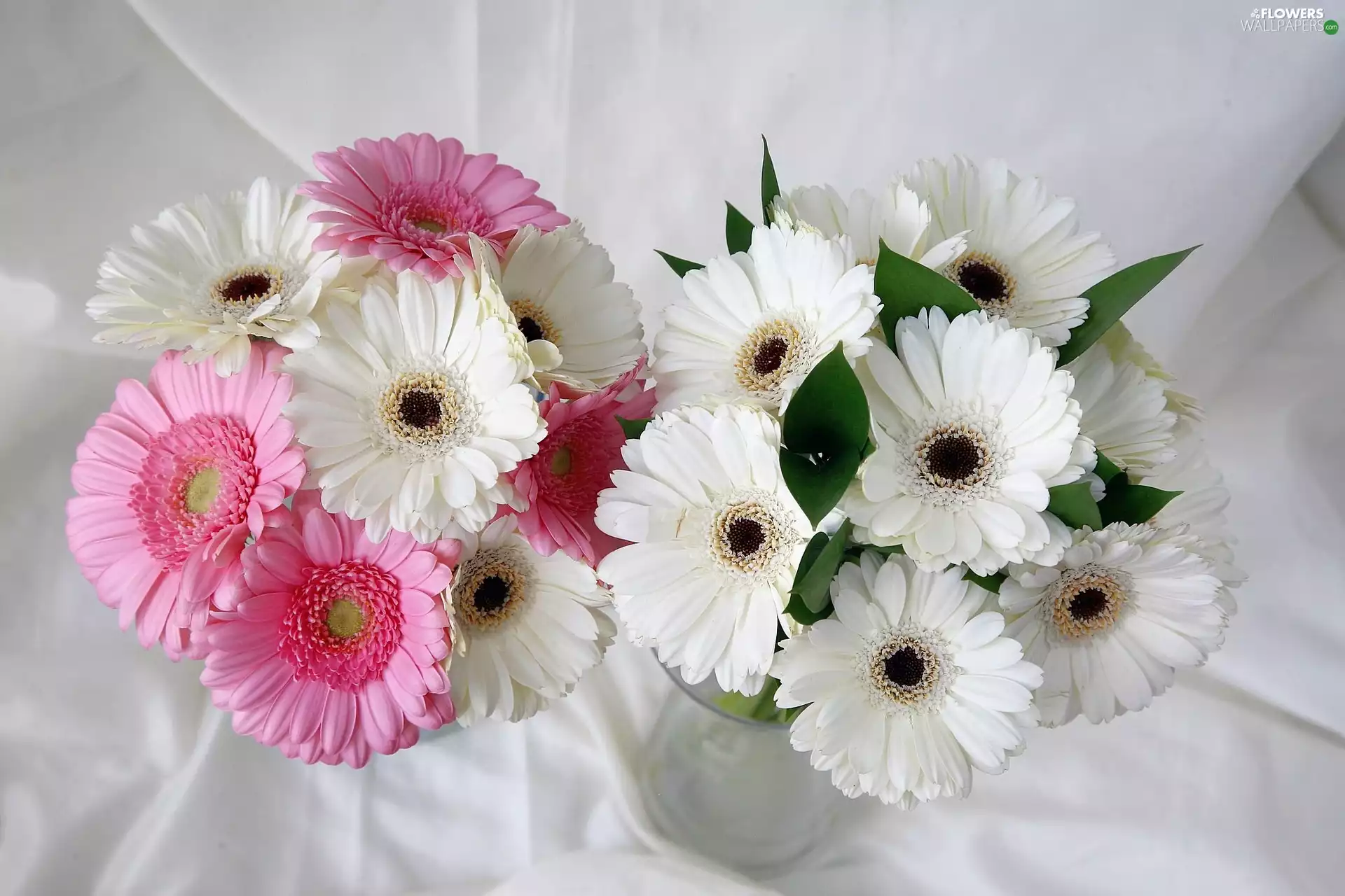 Pink, gerberas, Bouquets, White