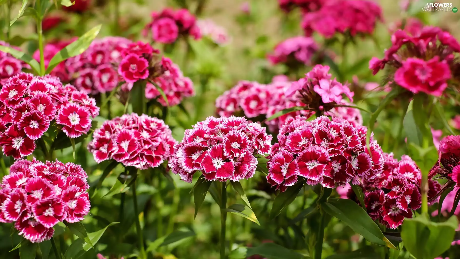 Sweet William, flourishing, white and pink