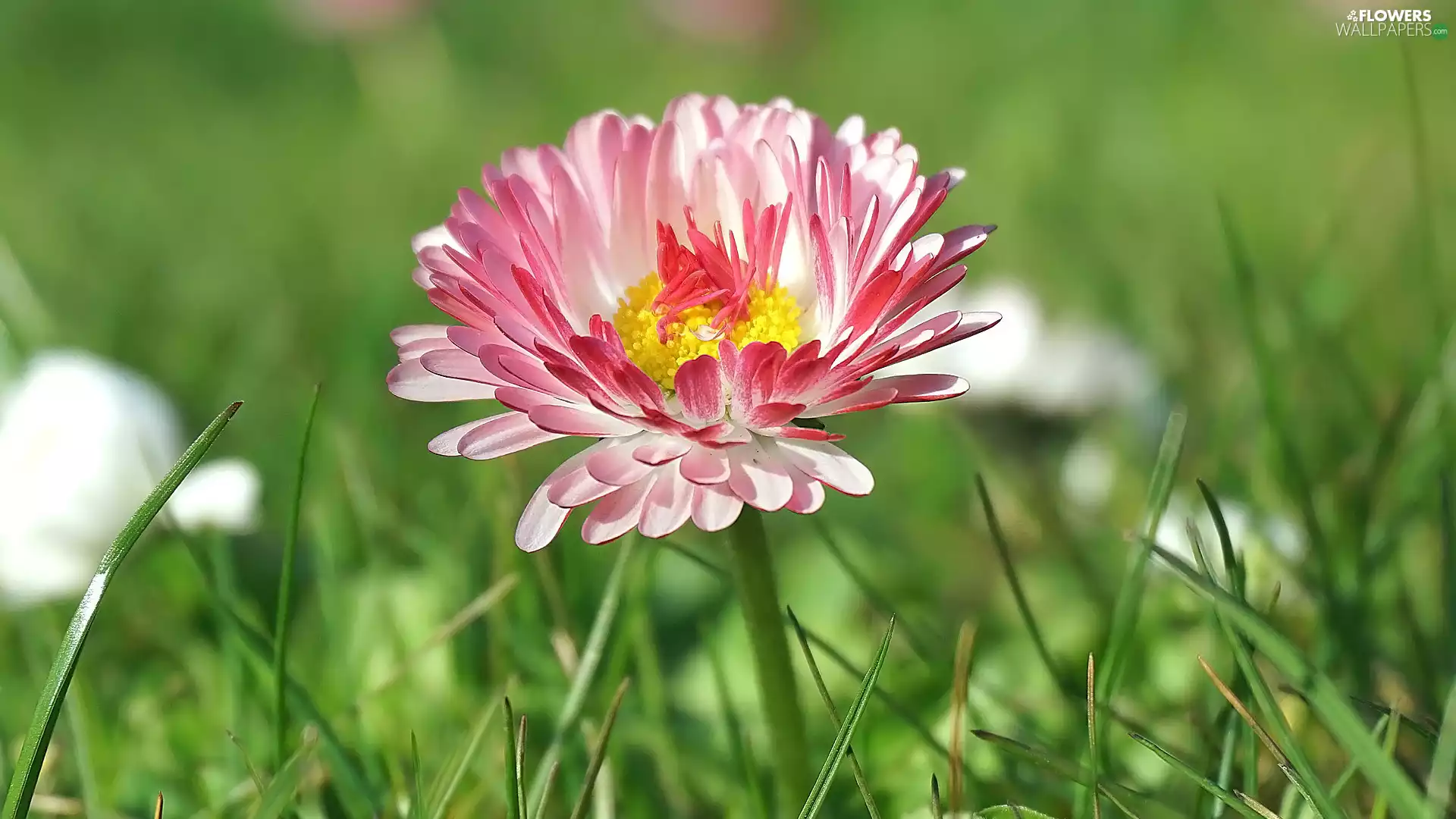daisy, Colourfull Flowers, White and Pink