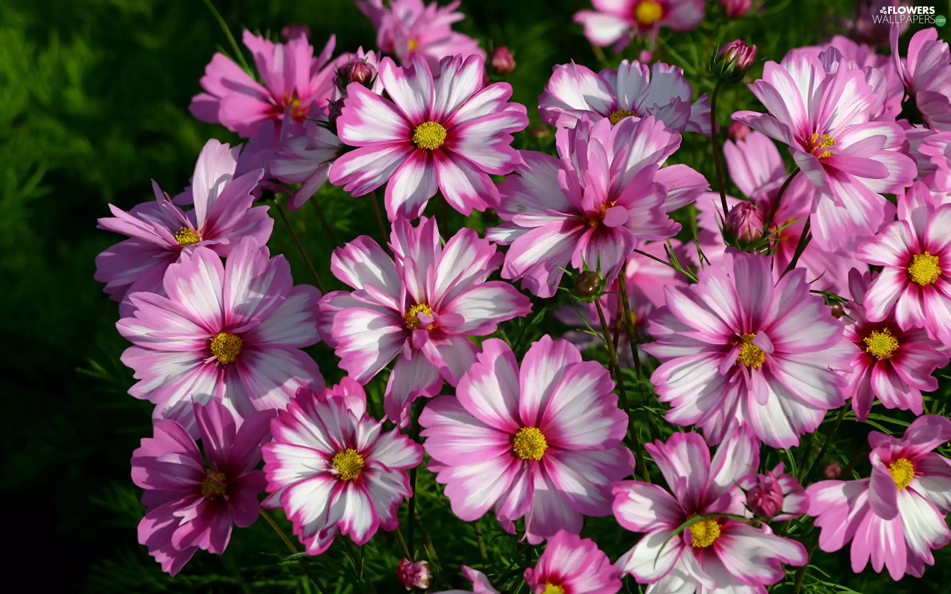 Cosmos, Flowers, rapprochement, white and pink