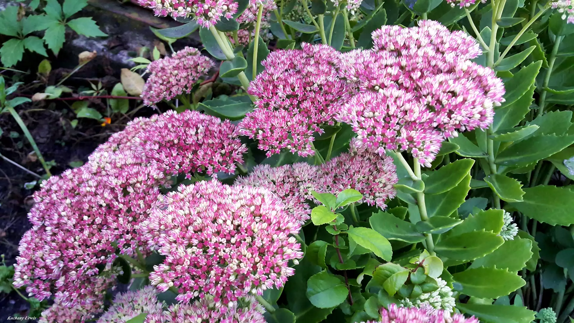 pink, Flowers, Sedum, White