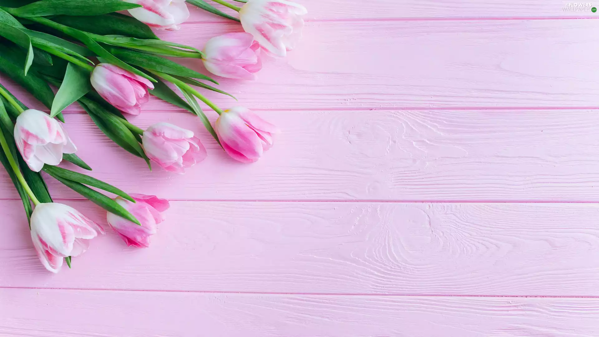Pink-White, Pink, boarding, Tulips