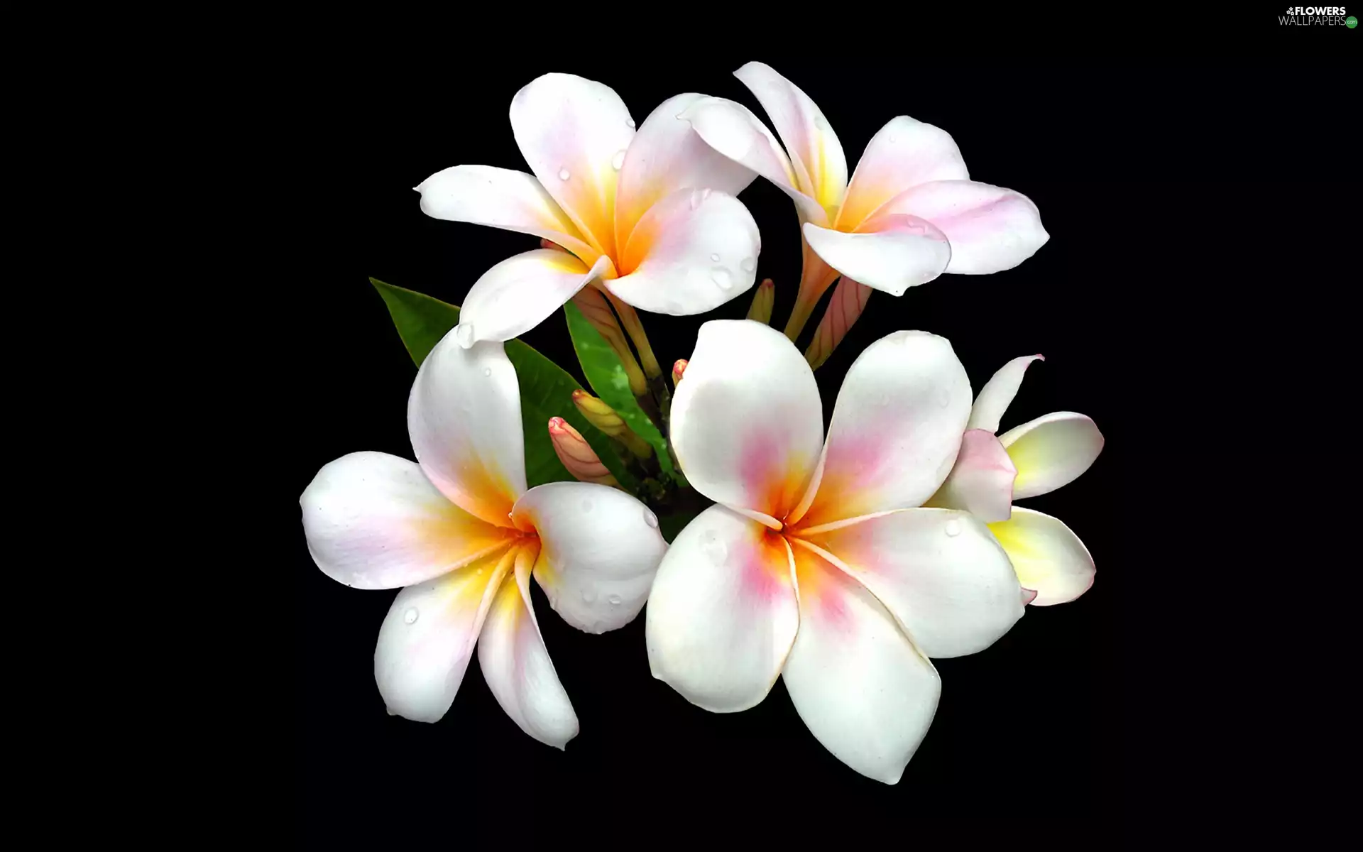 White, Flowers, Plumeria