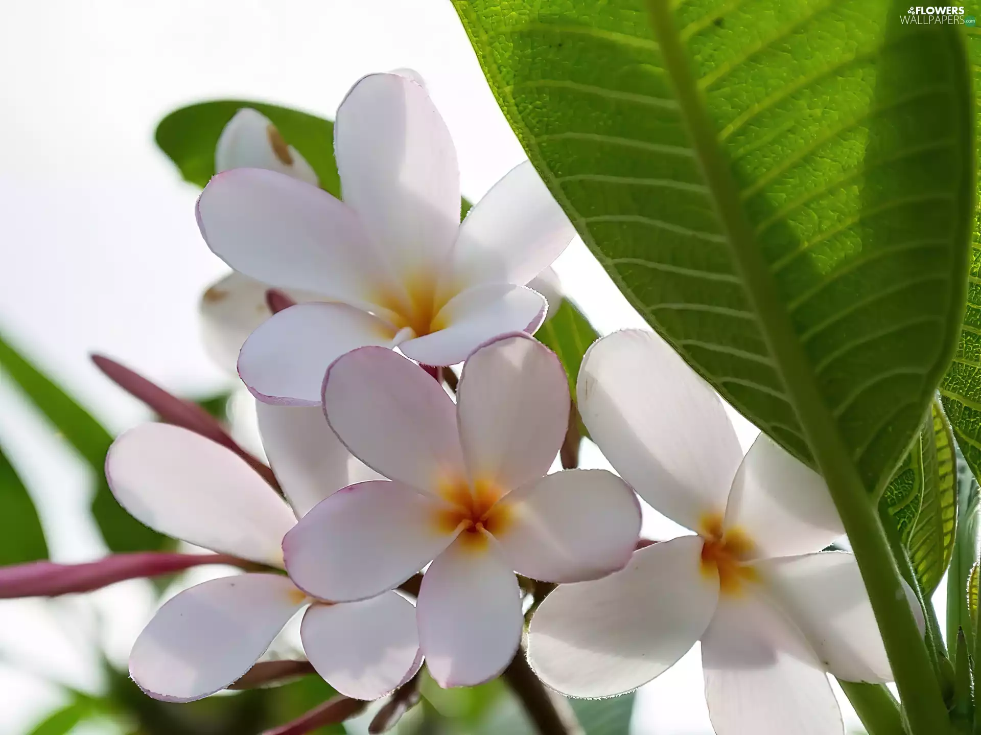 Plumeria, Flowers, leaf, White