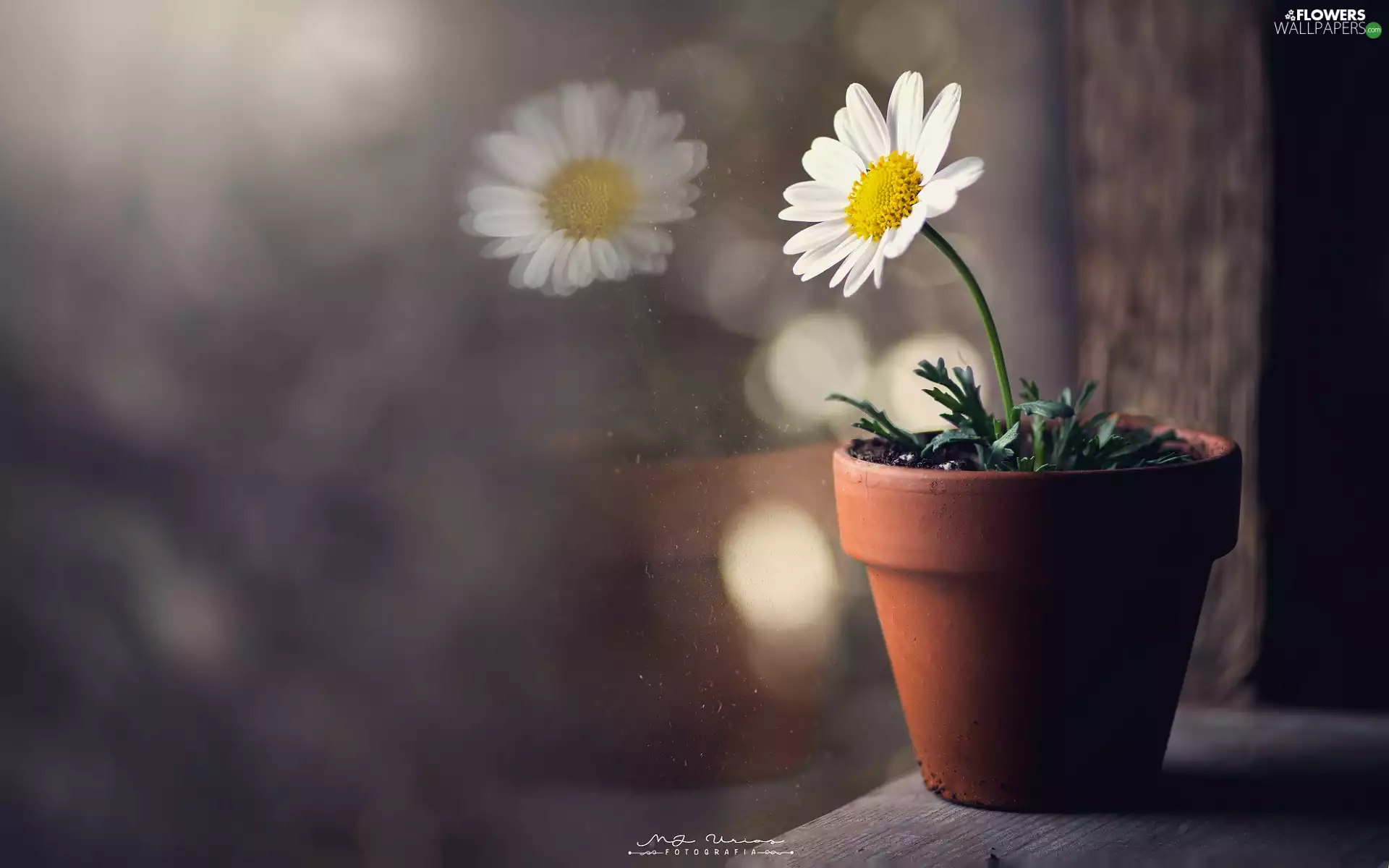 pot, Flower, pyrethrum, White