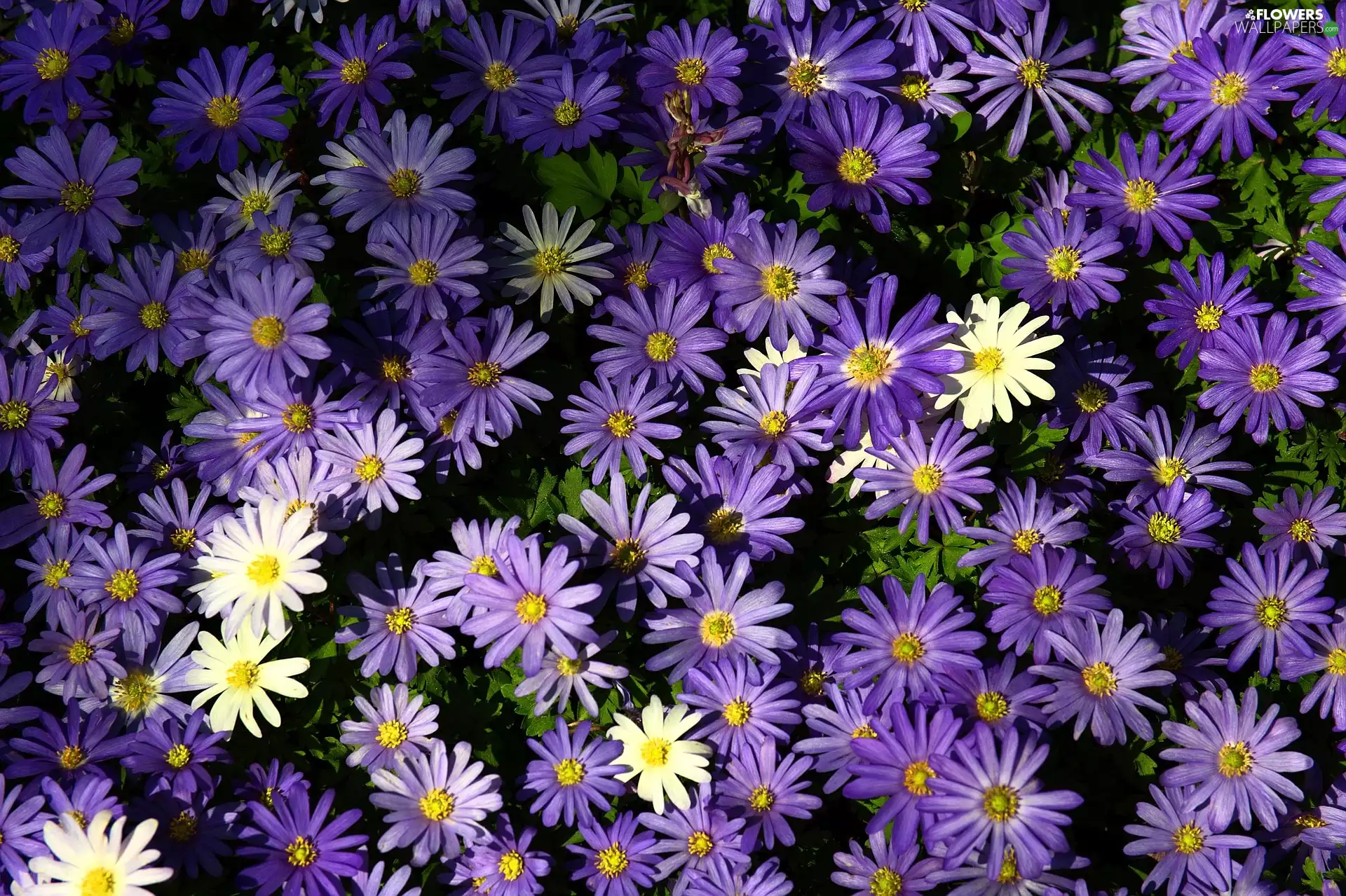 purple, Flowers, Astra, White