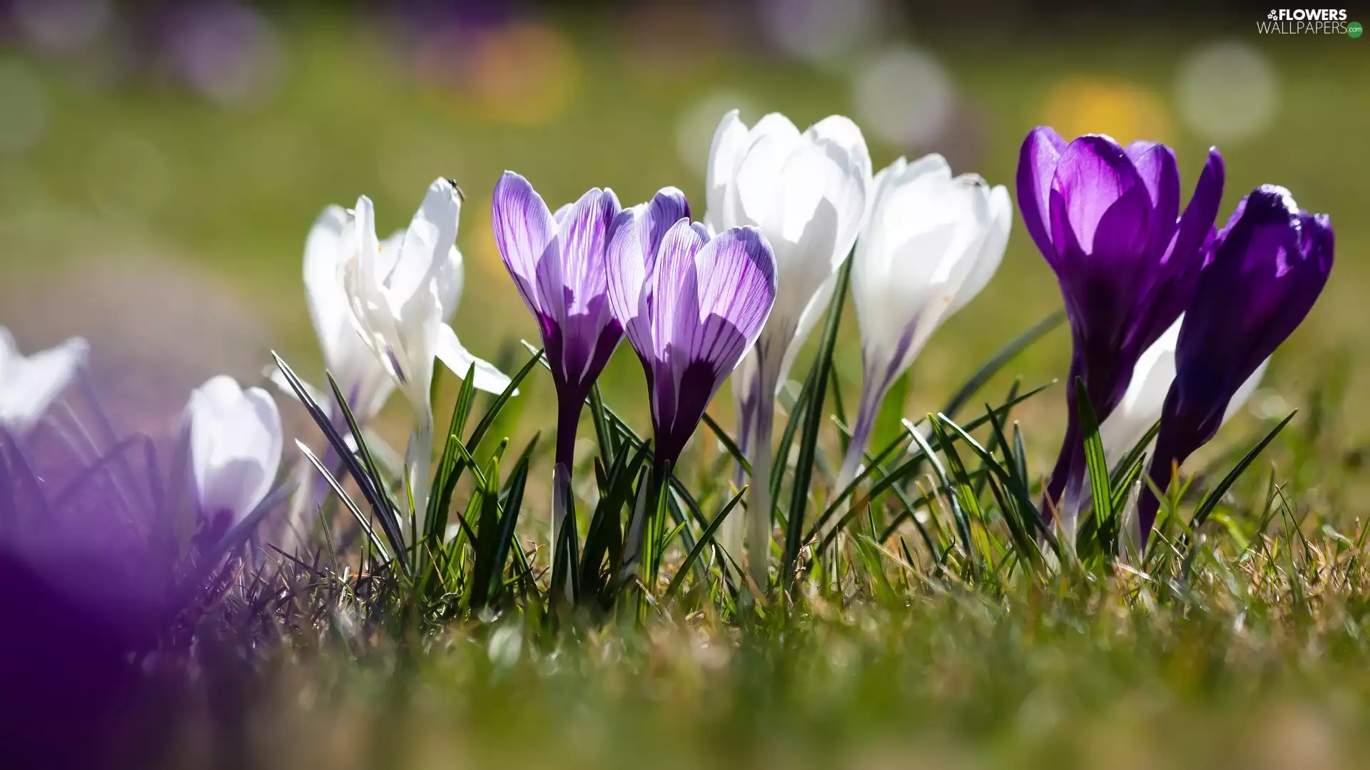 purple, Flowers, crocuses, White