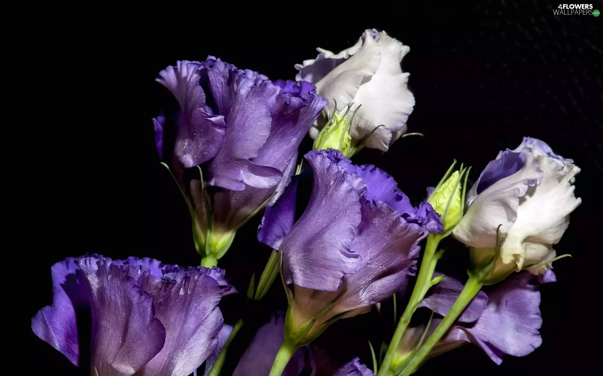 White, Eustoma, purple