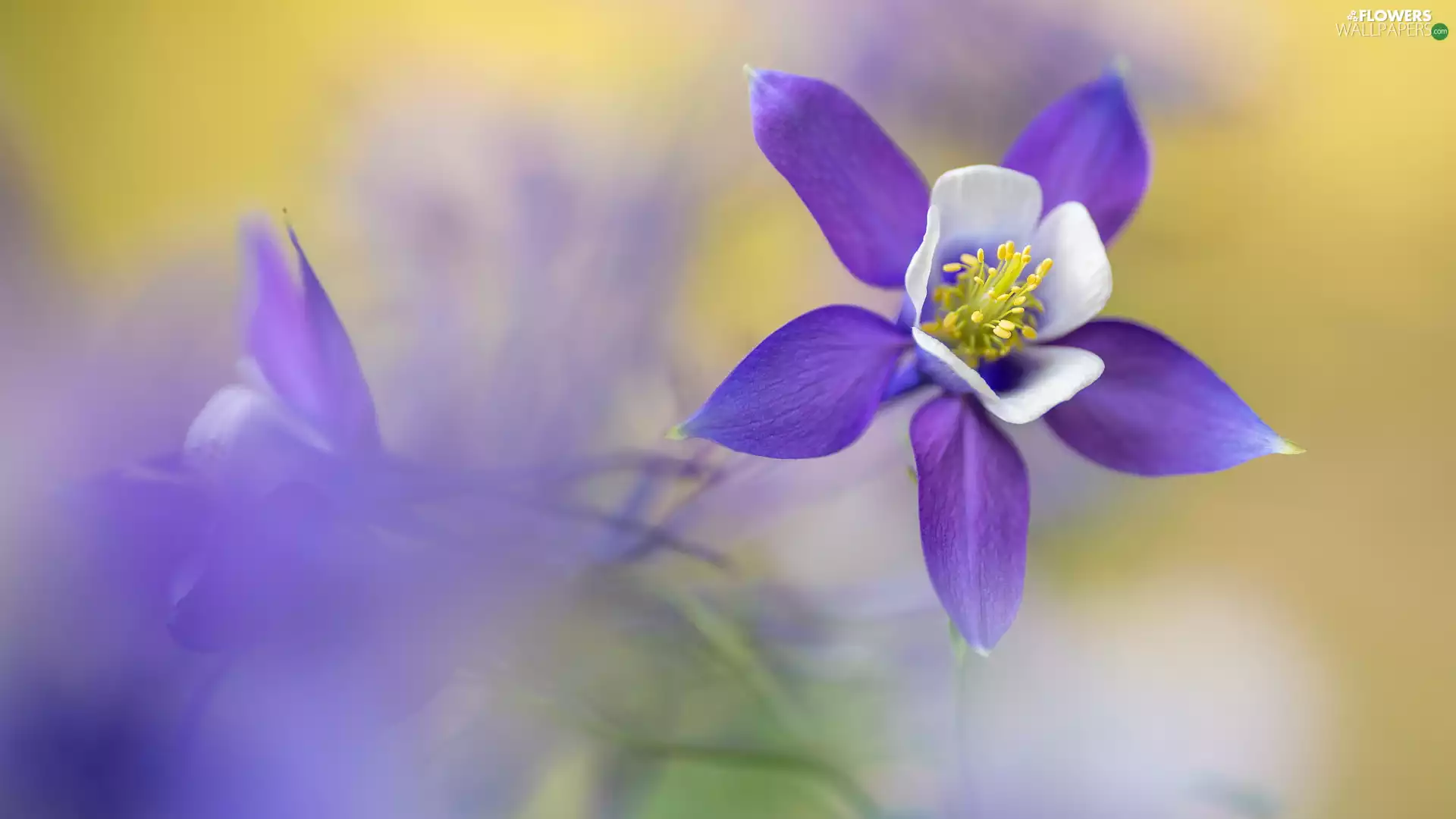 columbine, White-Purple, Colourfull Flowers