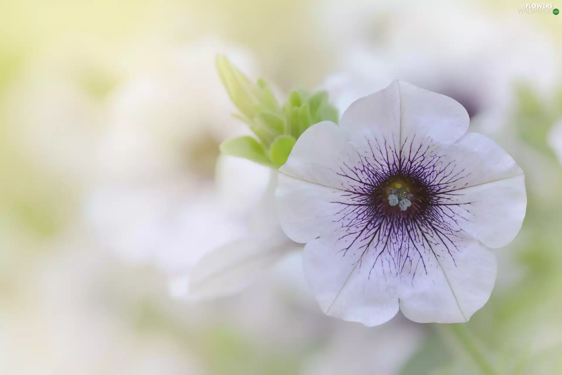 Petunia, White-Purple, Colourfull Flowers
