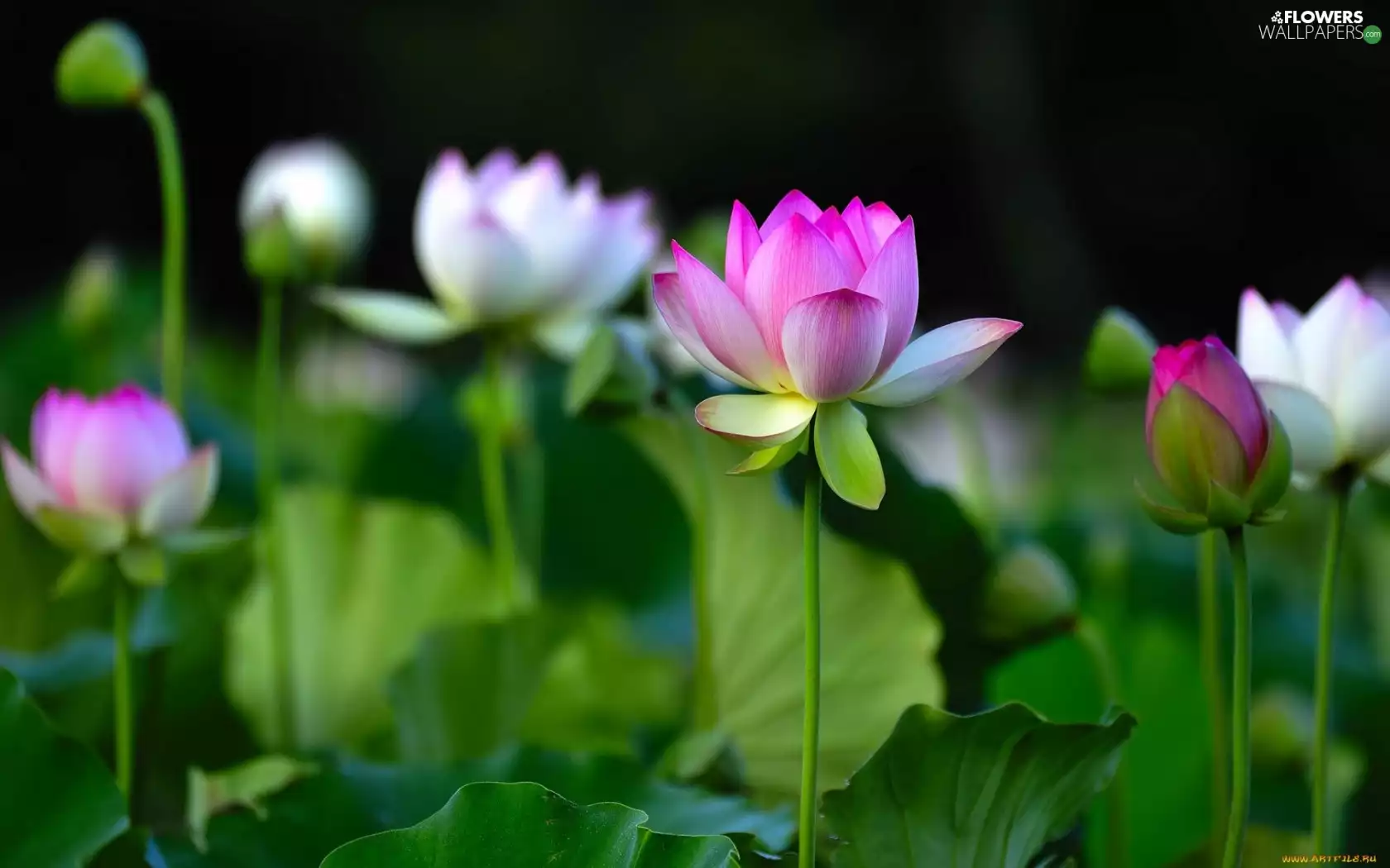 purple, Flowers, lotus, White