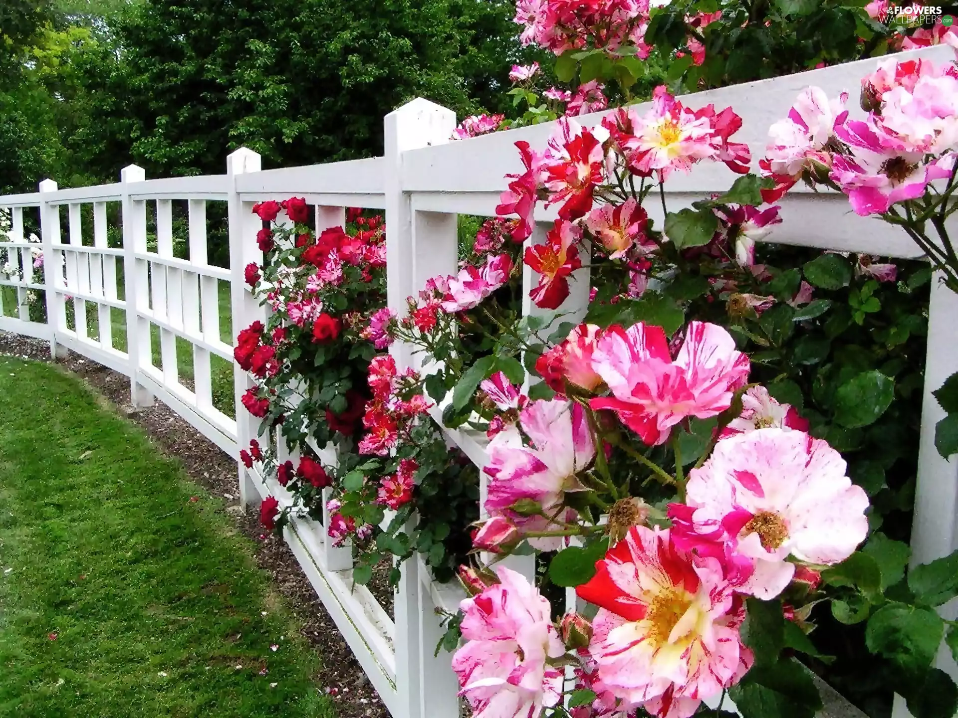 Hurdle, Lawn, rambler, White, Garden, rose, titmouse