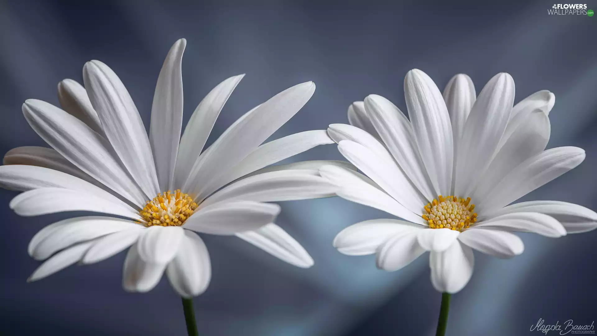 African Daisies, rapprochement, White, Flowers, Two cars