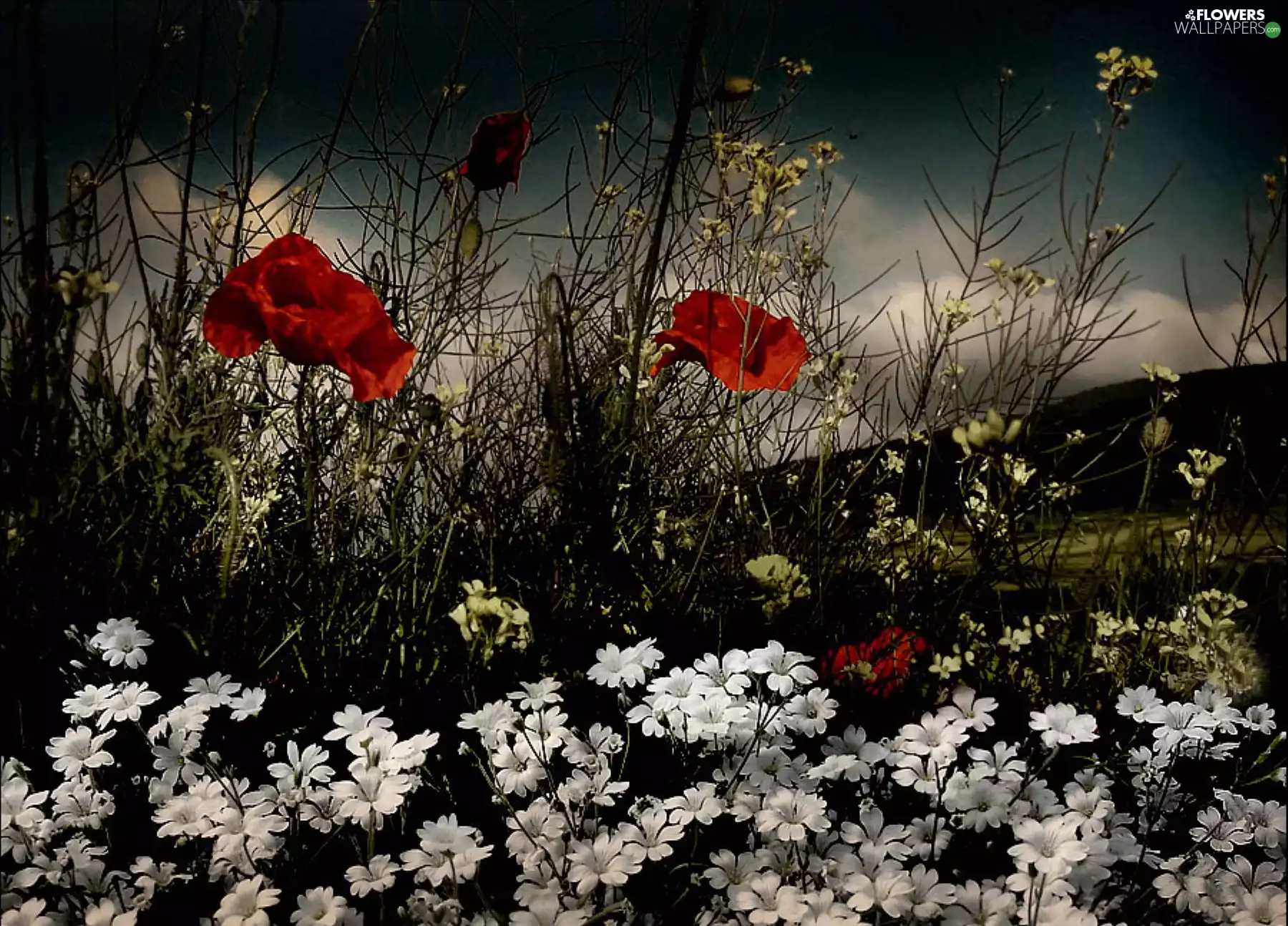 papavers, Flowers, Alpine Cerastium, Red, Field, White, clouds