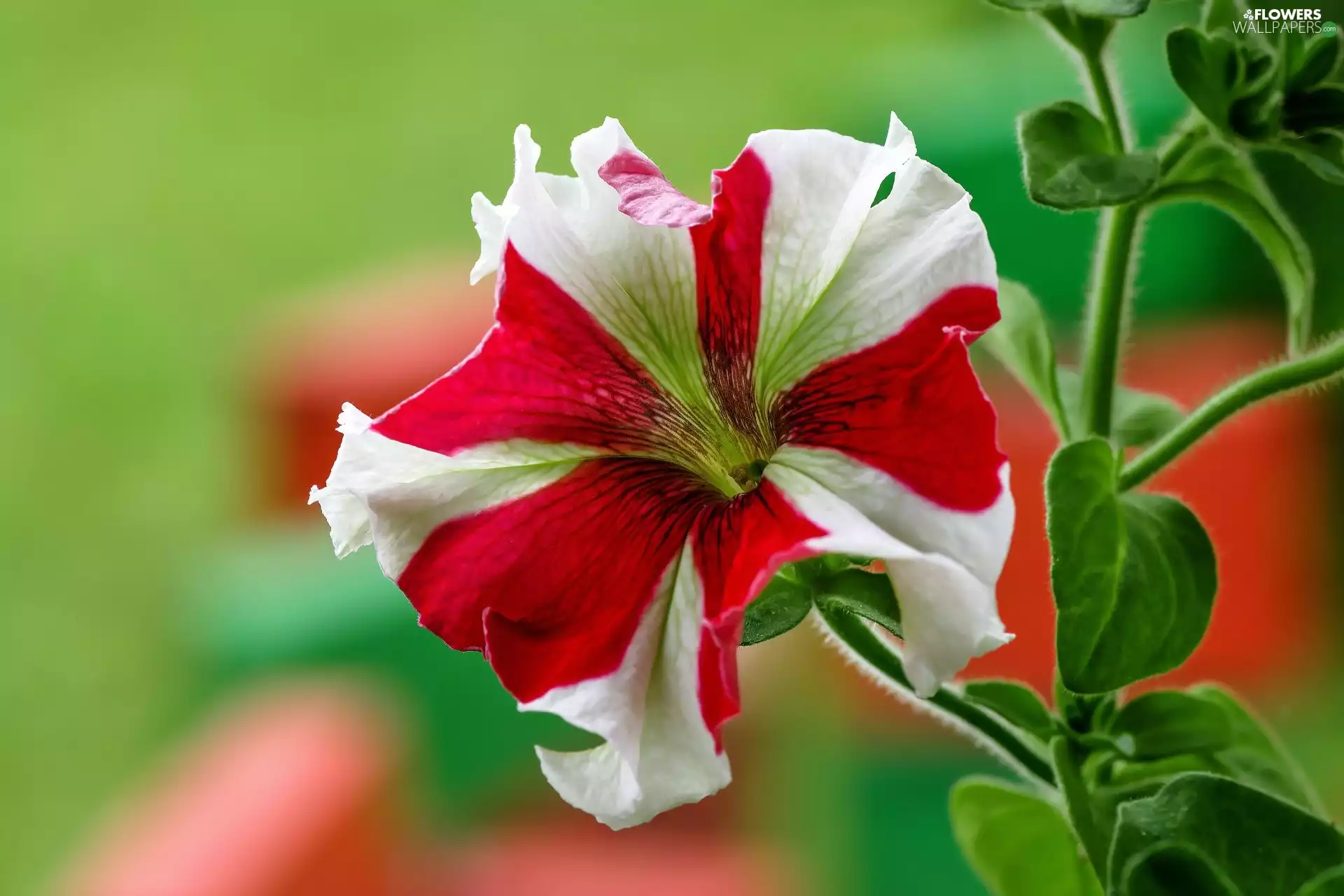 petunia, Colourfull Flowers, White and Red
