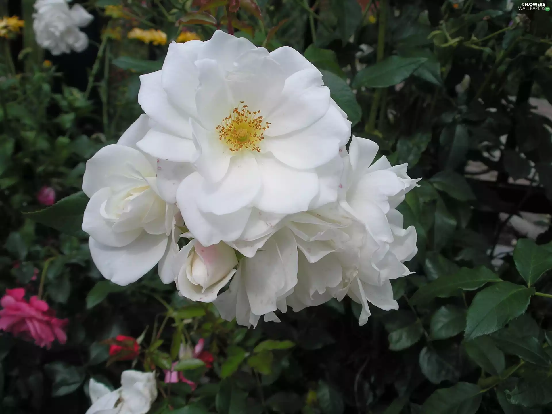 rose, White