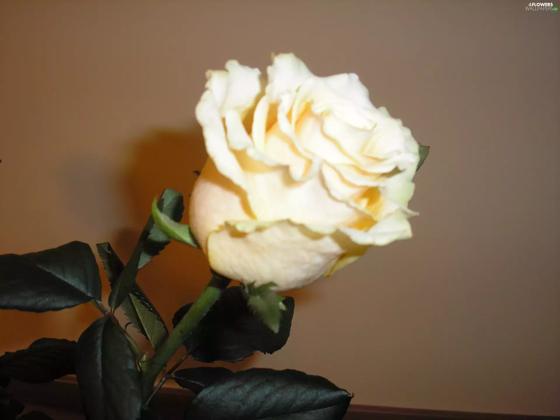 White rose