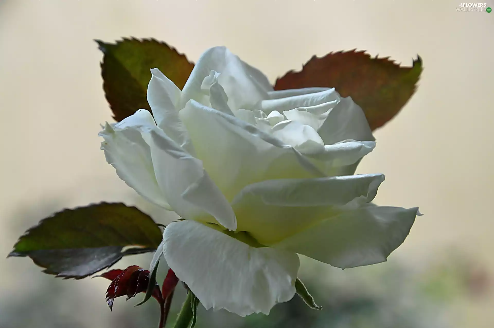 White, rose