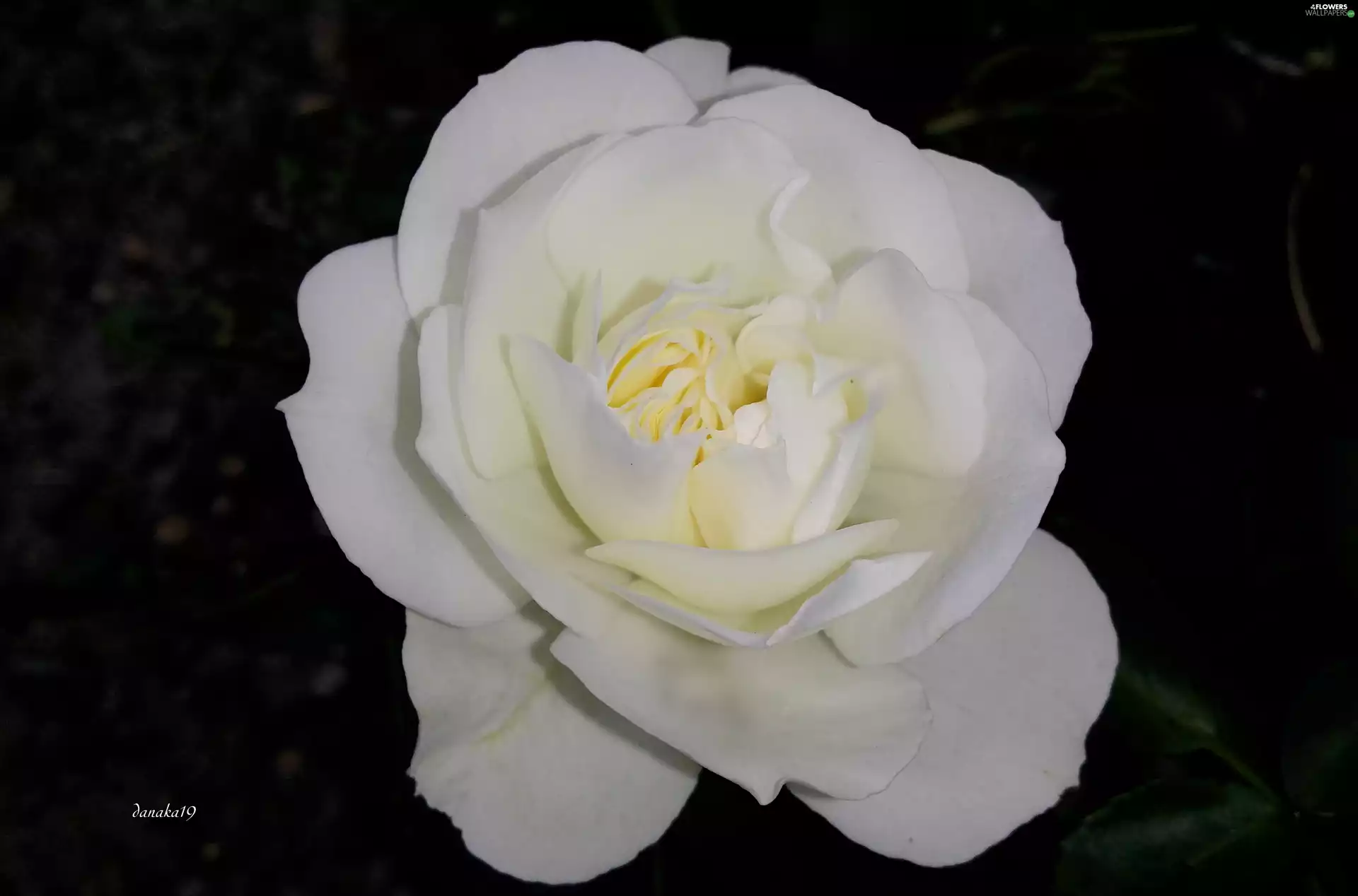 rose, Colourfull Flowers, White