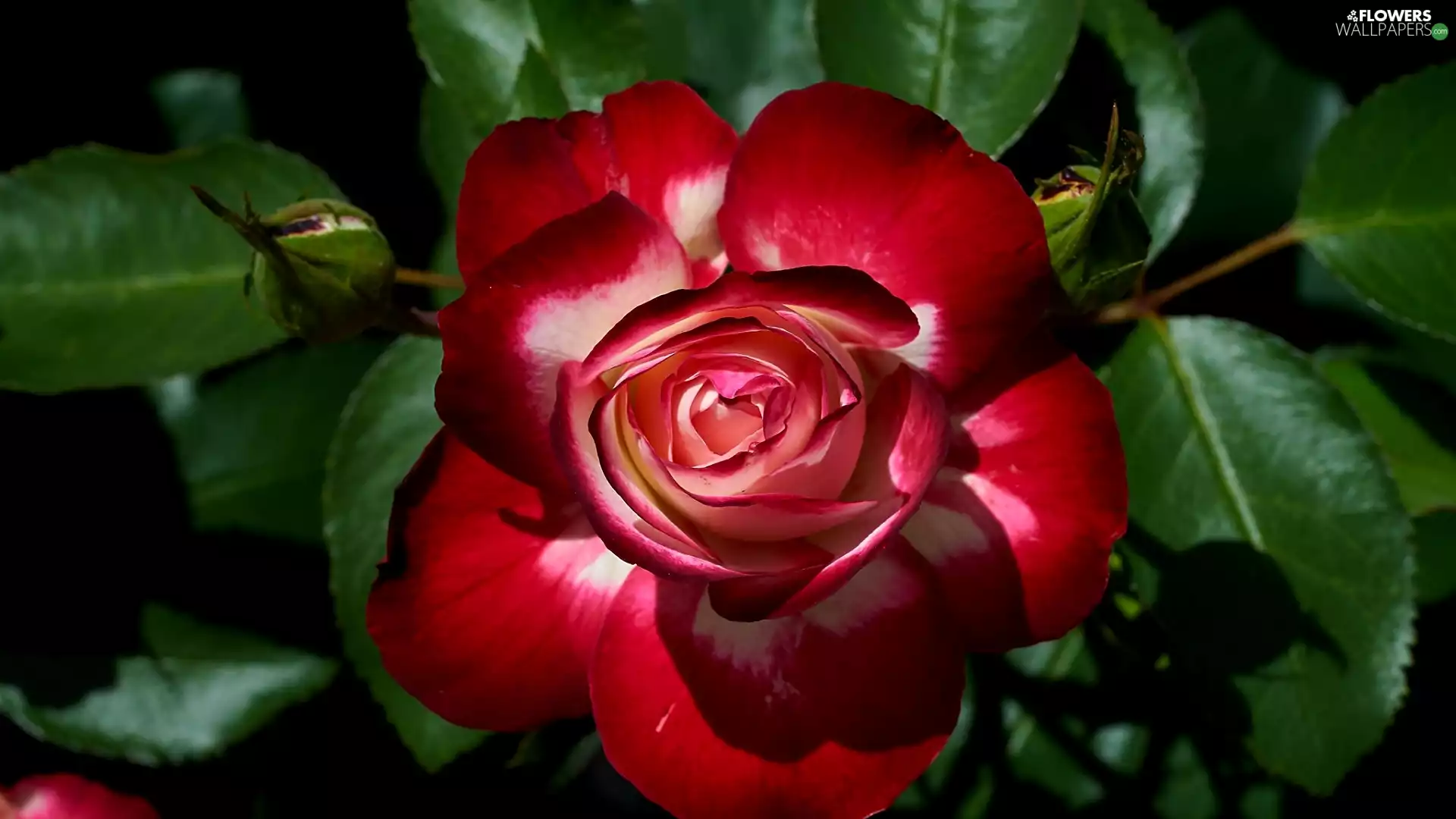 developed, Leaf, Red-White, Buds, rose