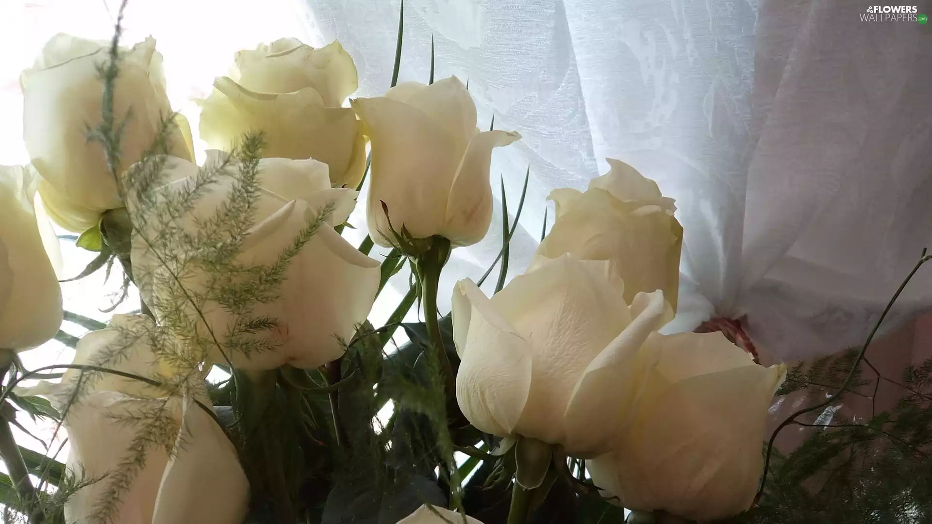 White, roses