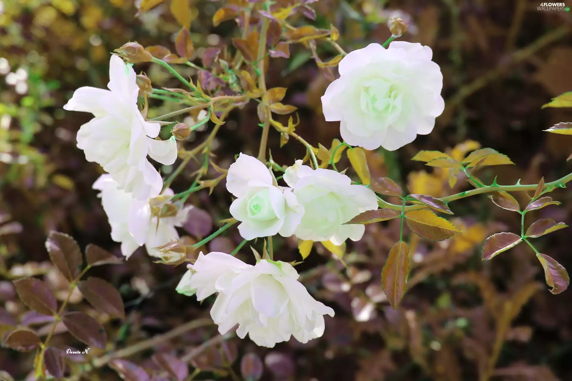 roses, Autumn, Leaf, White