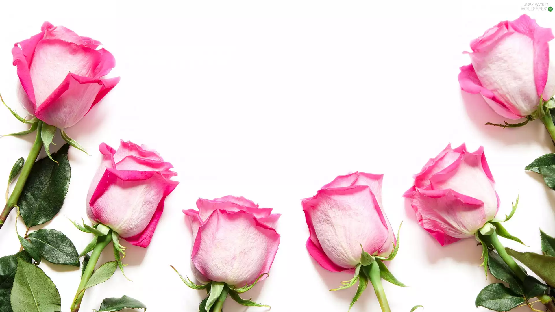 white and pink, White, background, roses