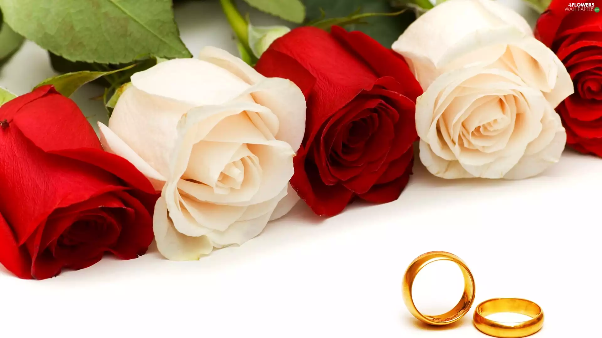 roses, Red, rings, White