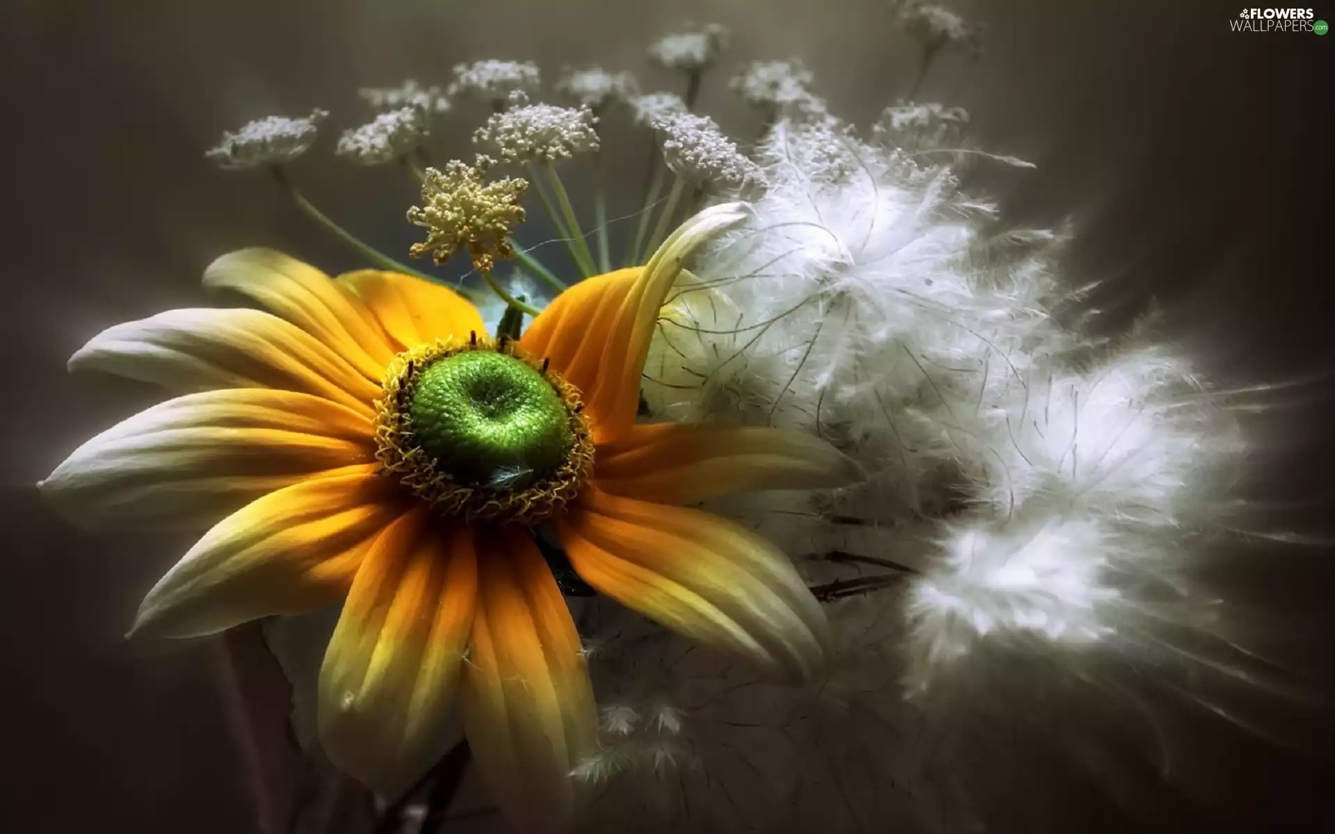Rudbeckia, Flowers, Close, White