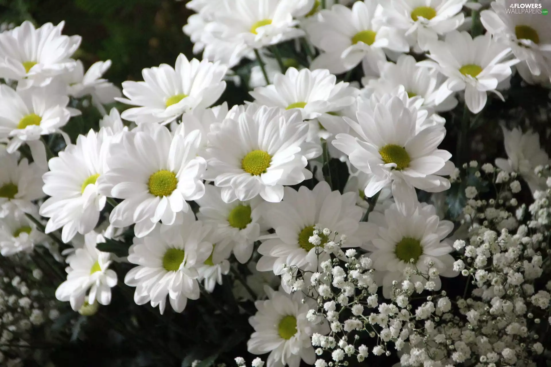 White, chrysanthemums, Single
