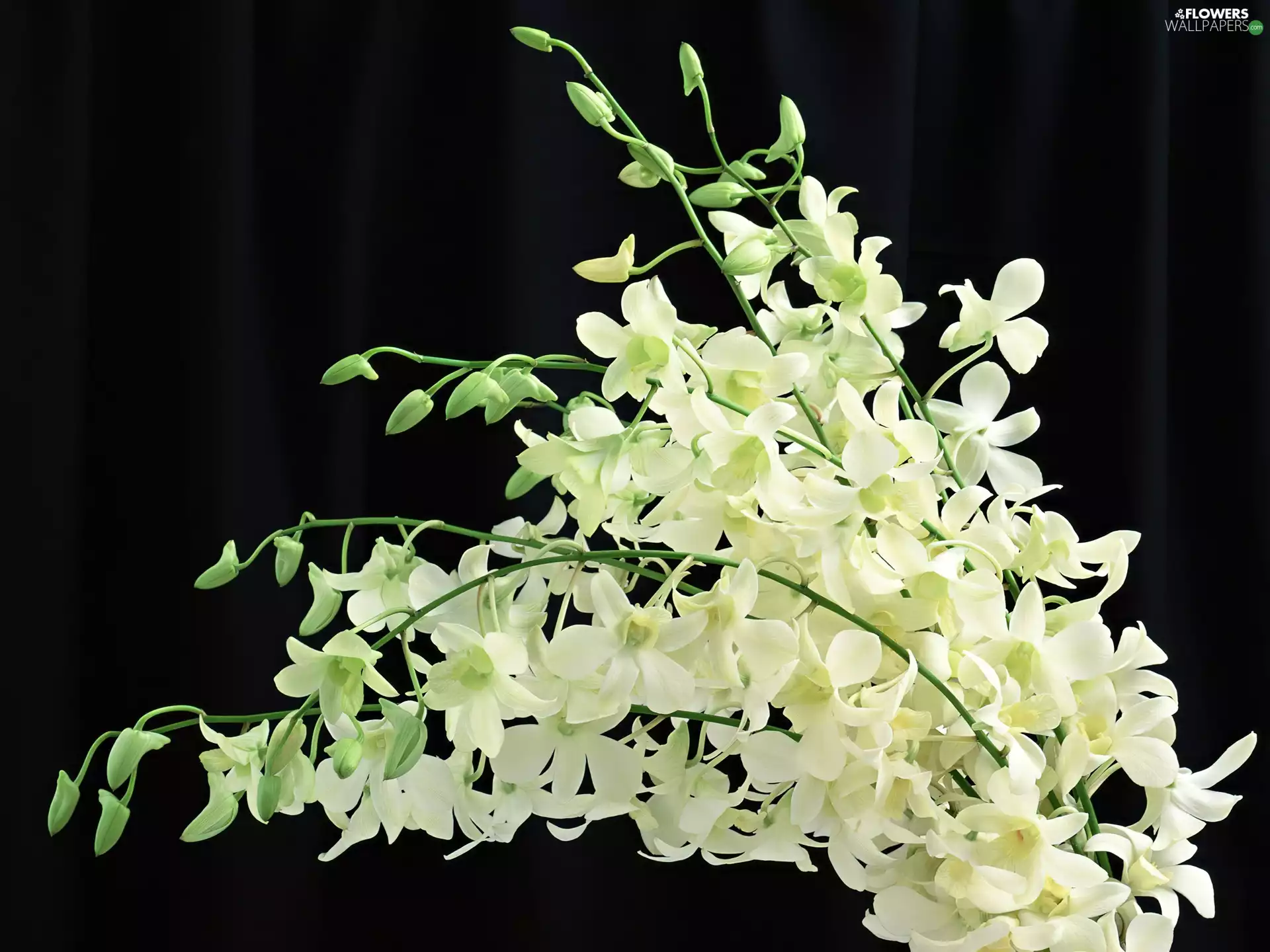 flowers, small bunch, white