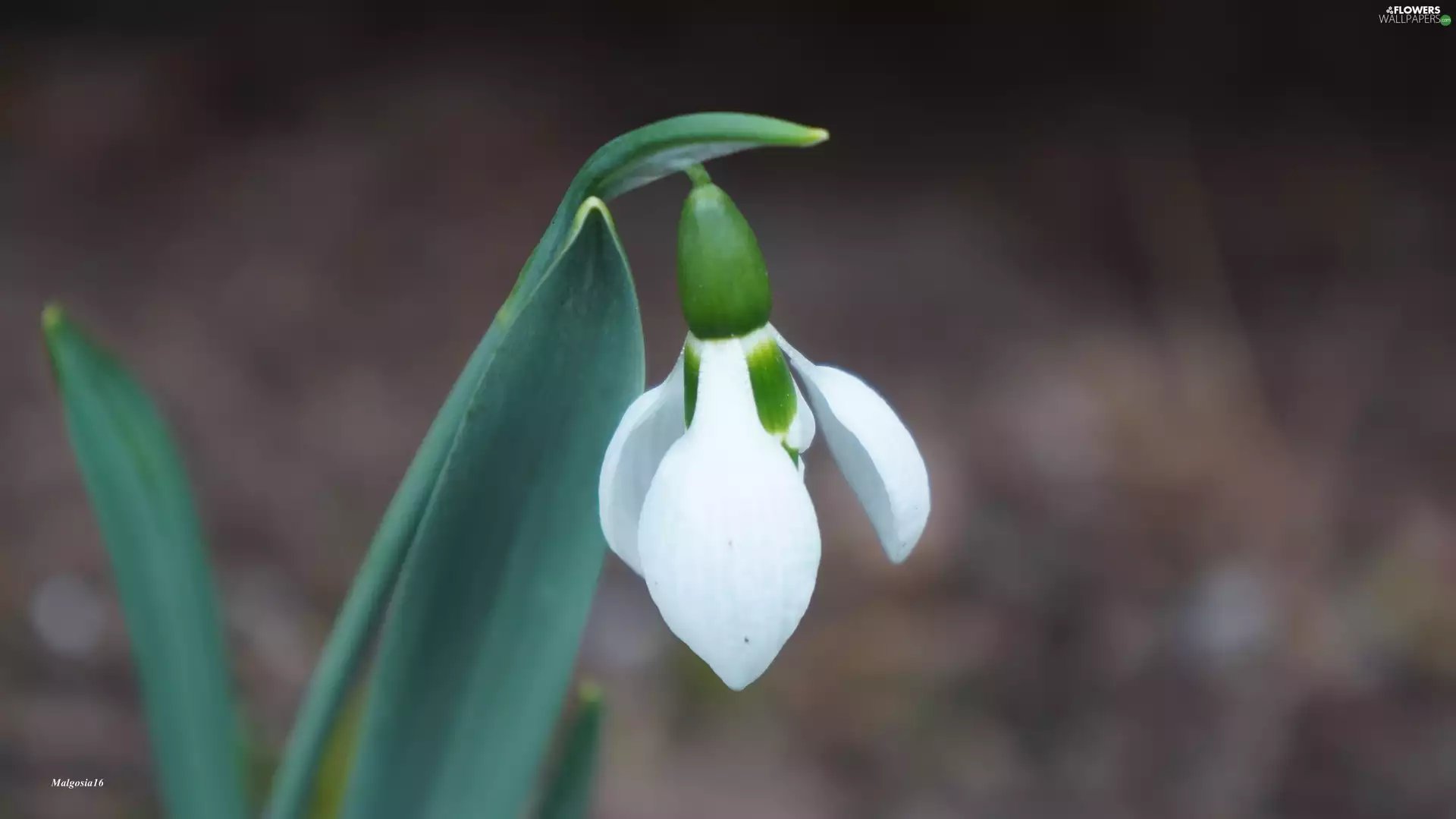 White, Snowdrop