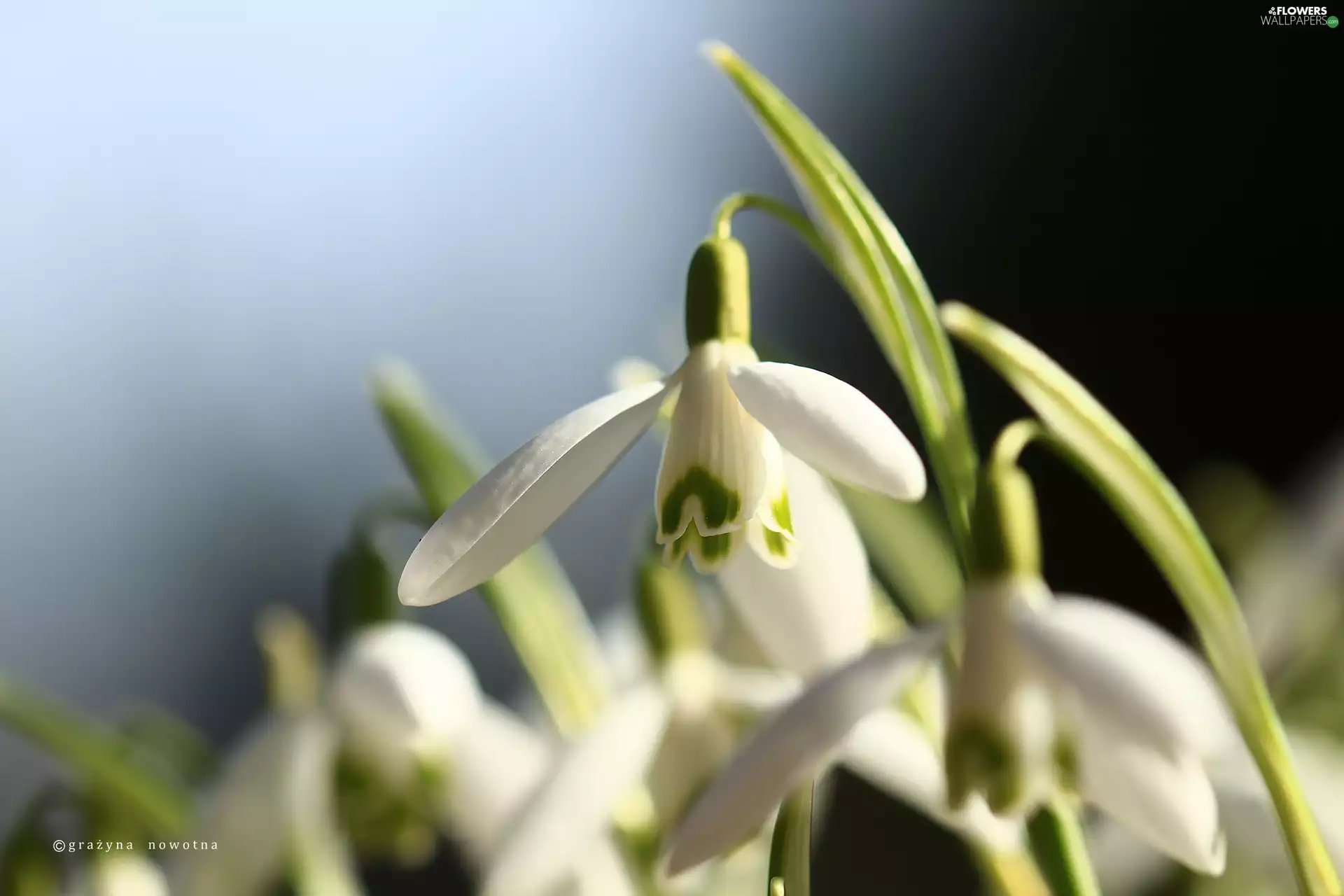 White, Flowers, snowdrops