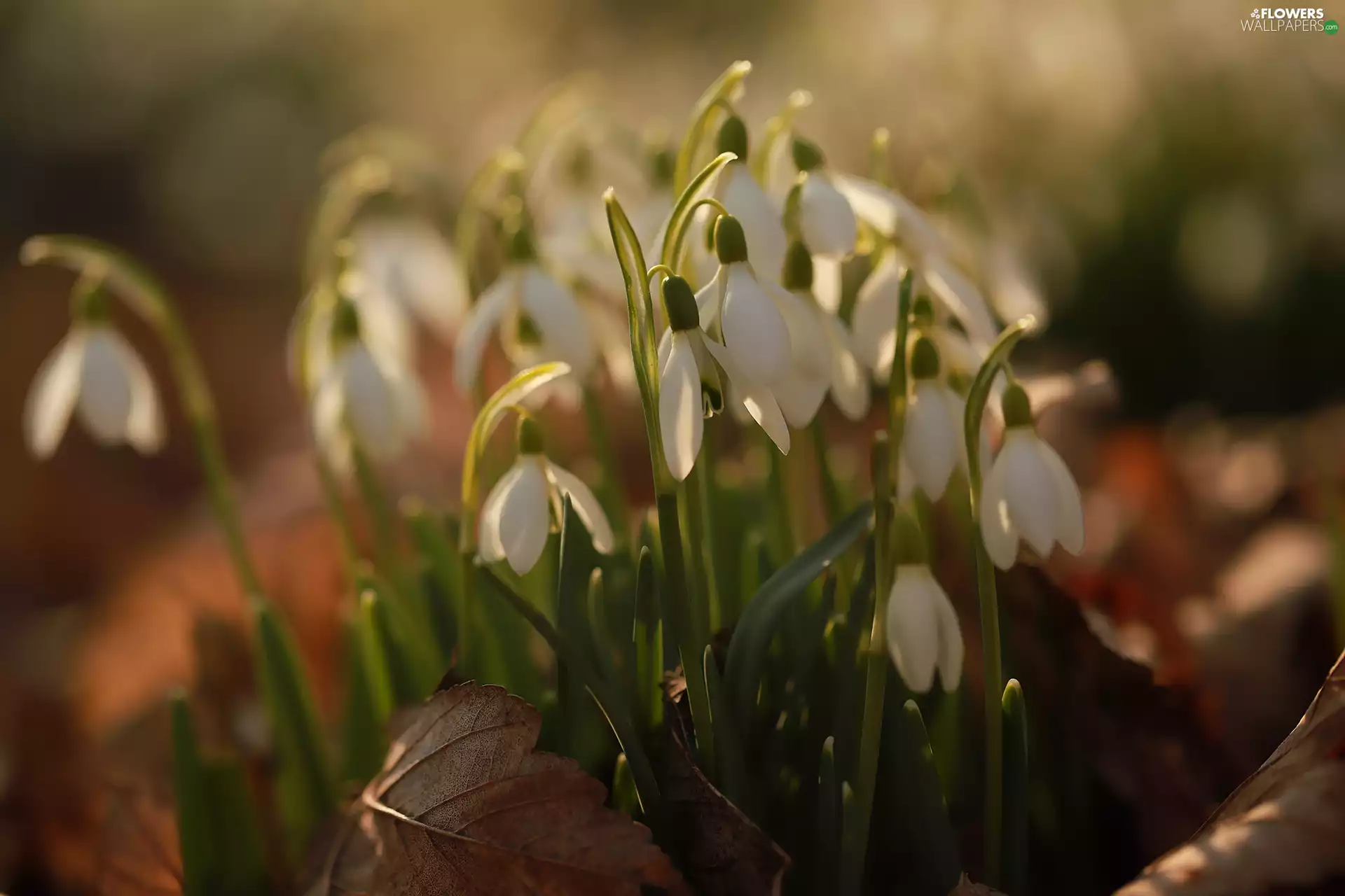 snowdrops, Flowers, Leaf, White