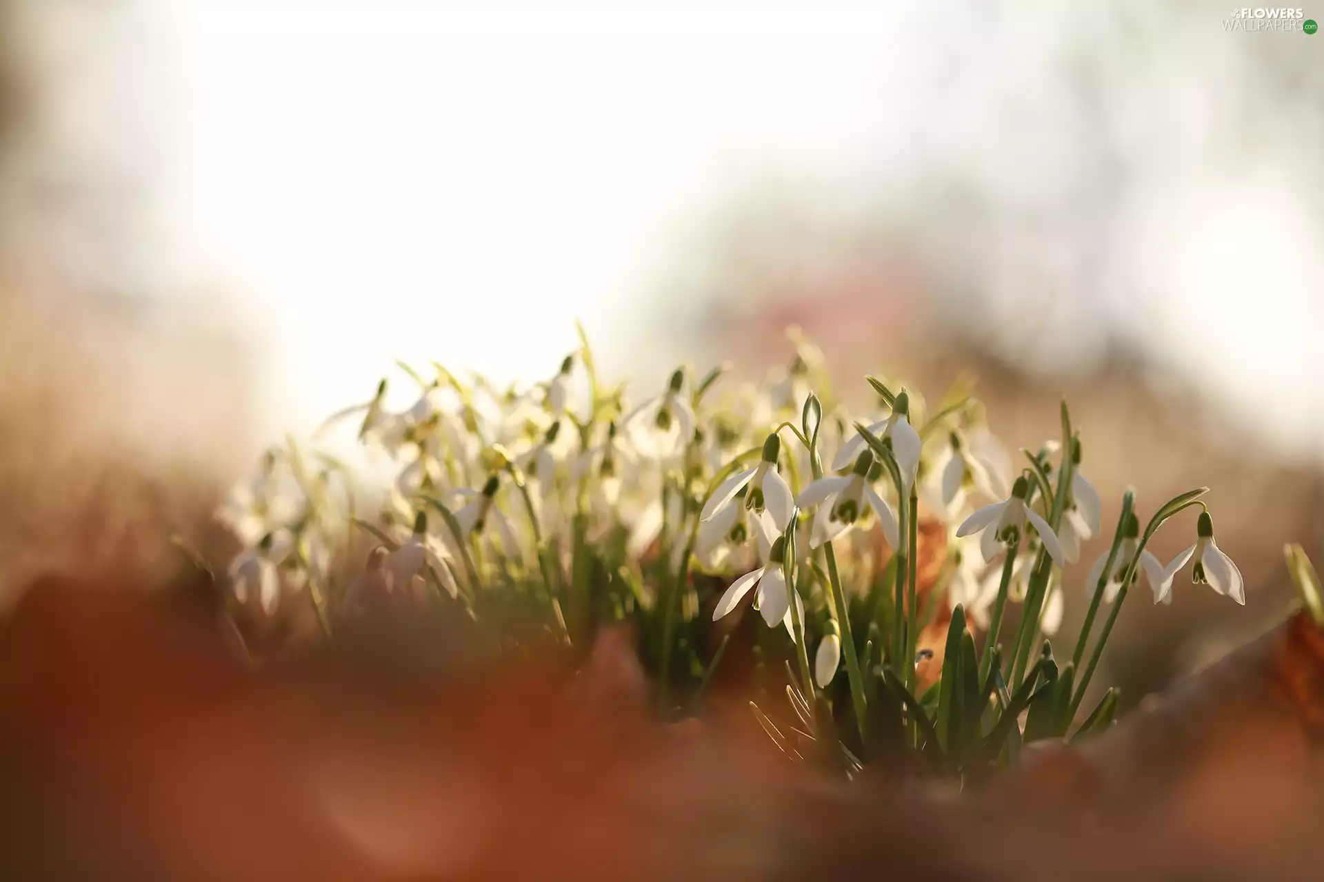 snowdrops, Flowers, rapprochement, White