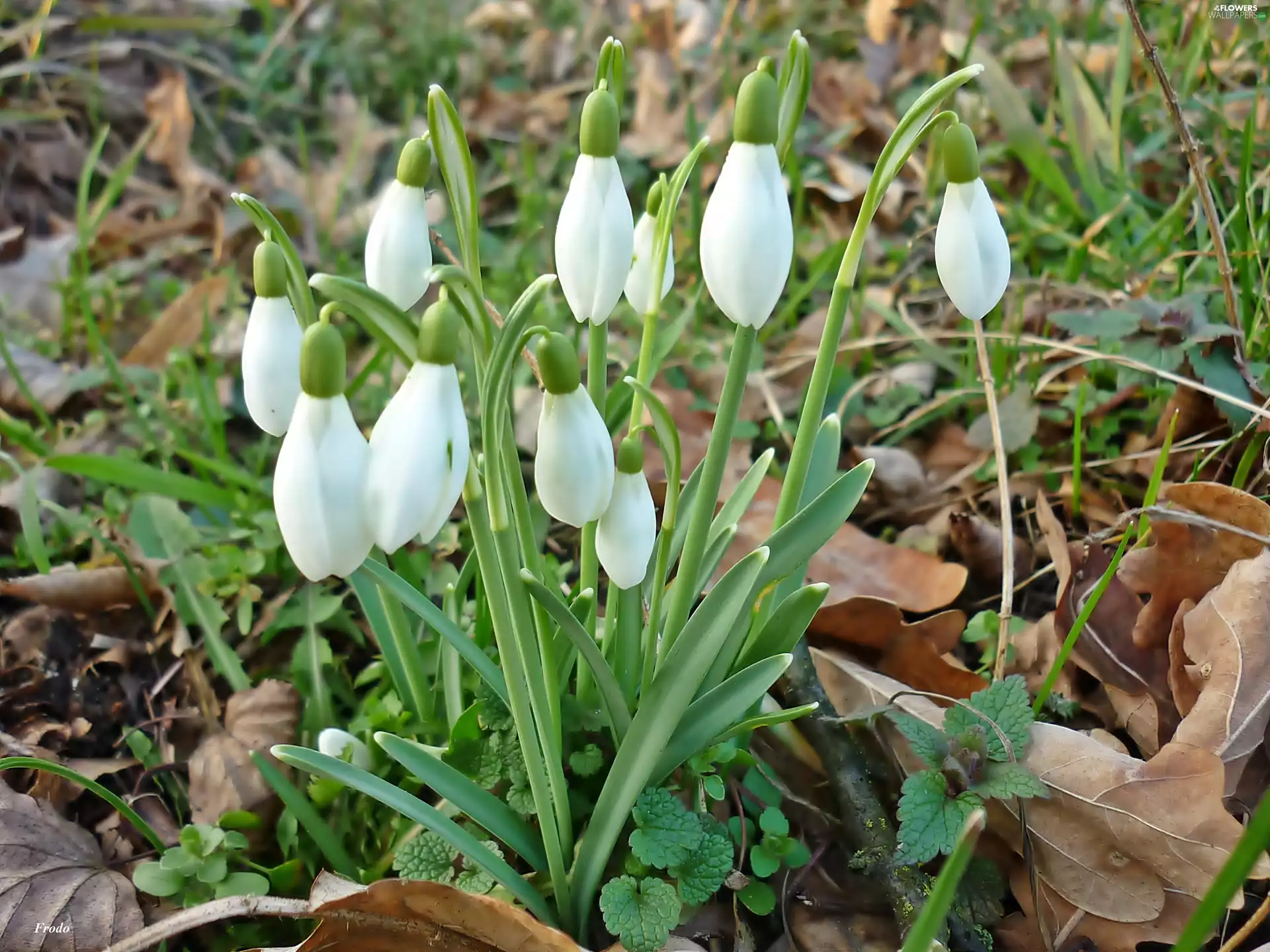 snowdrops, Flowers, Spring, White