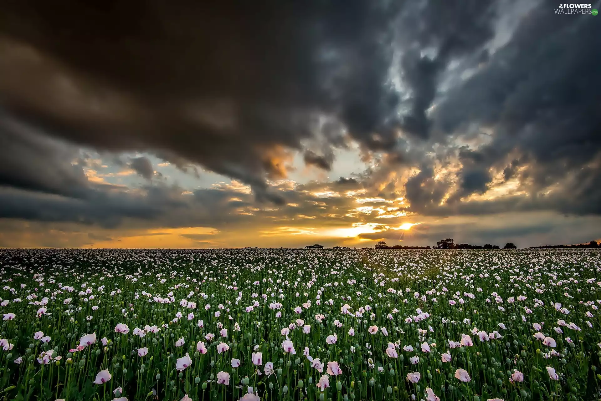papavers, clouds, Field, White, Great Sunsets