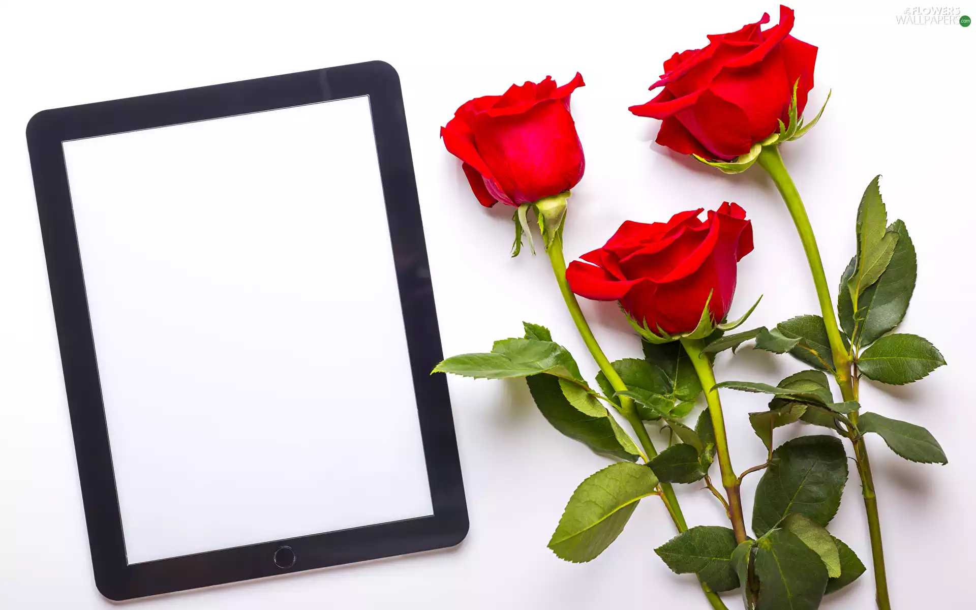 roses, Flowers, Tablet, White Background, Red, Three