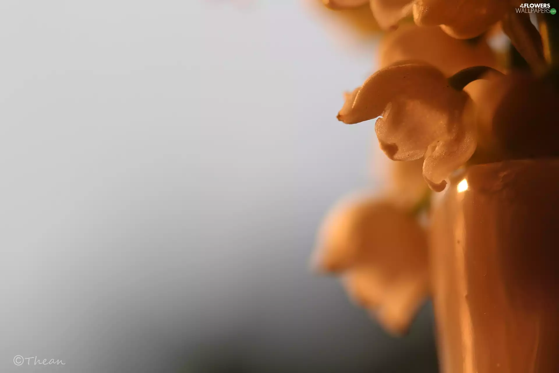 lily of the Valley, Colourfull Flowers, Spring, White