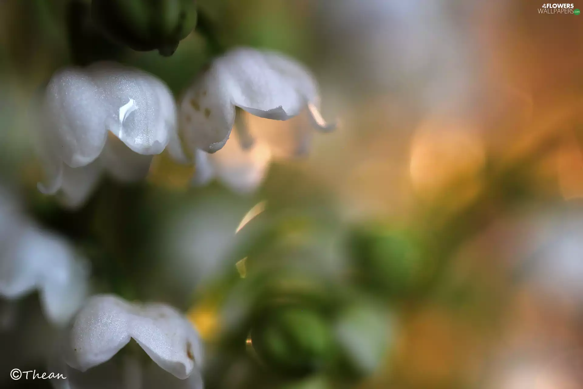 lily of the Valley, Colourfull Flowers, Spring, White