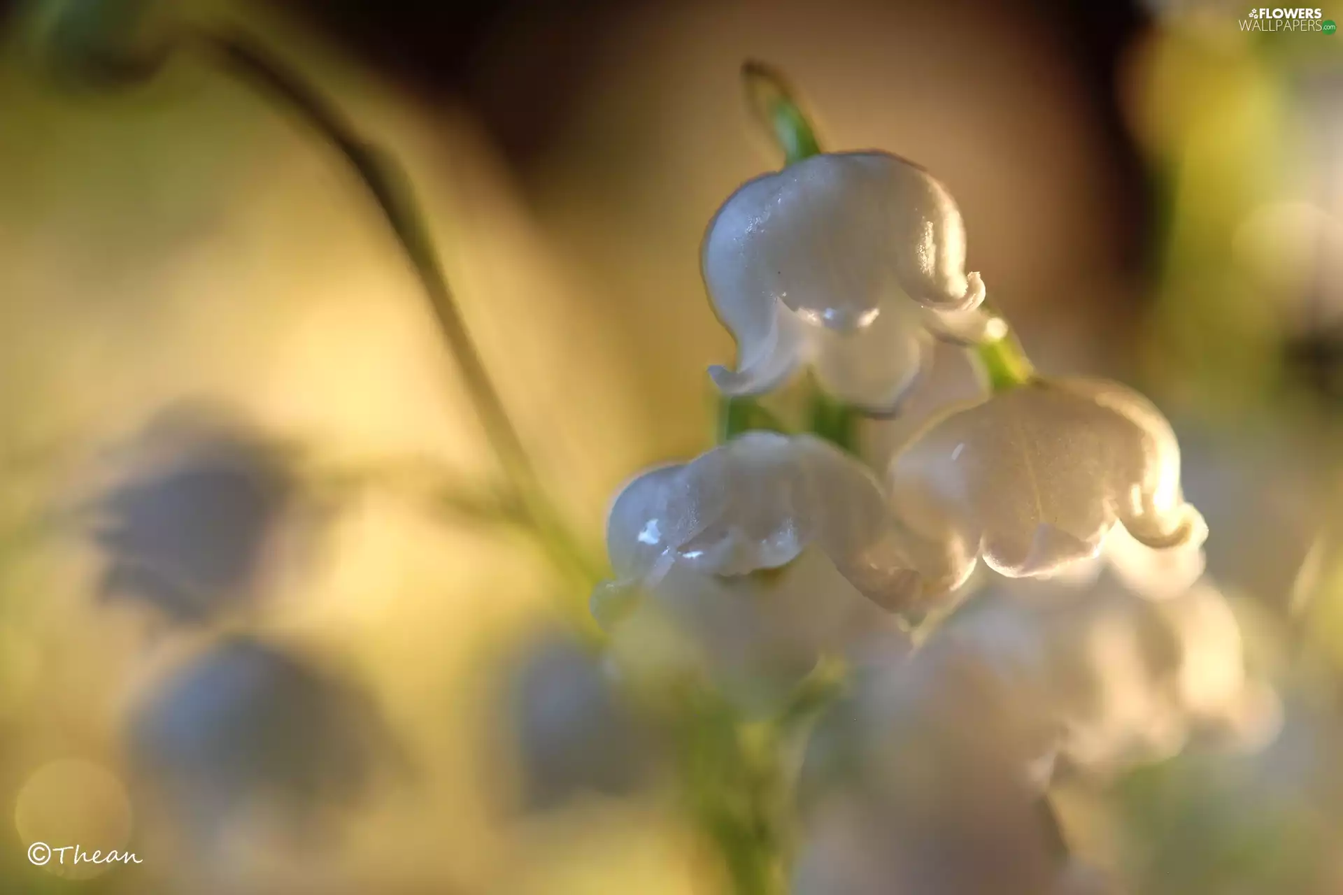 lily of the Valley, Colourfull Flowers, Spring, White