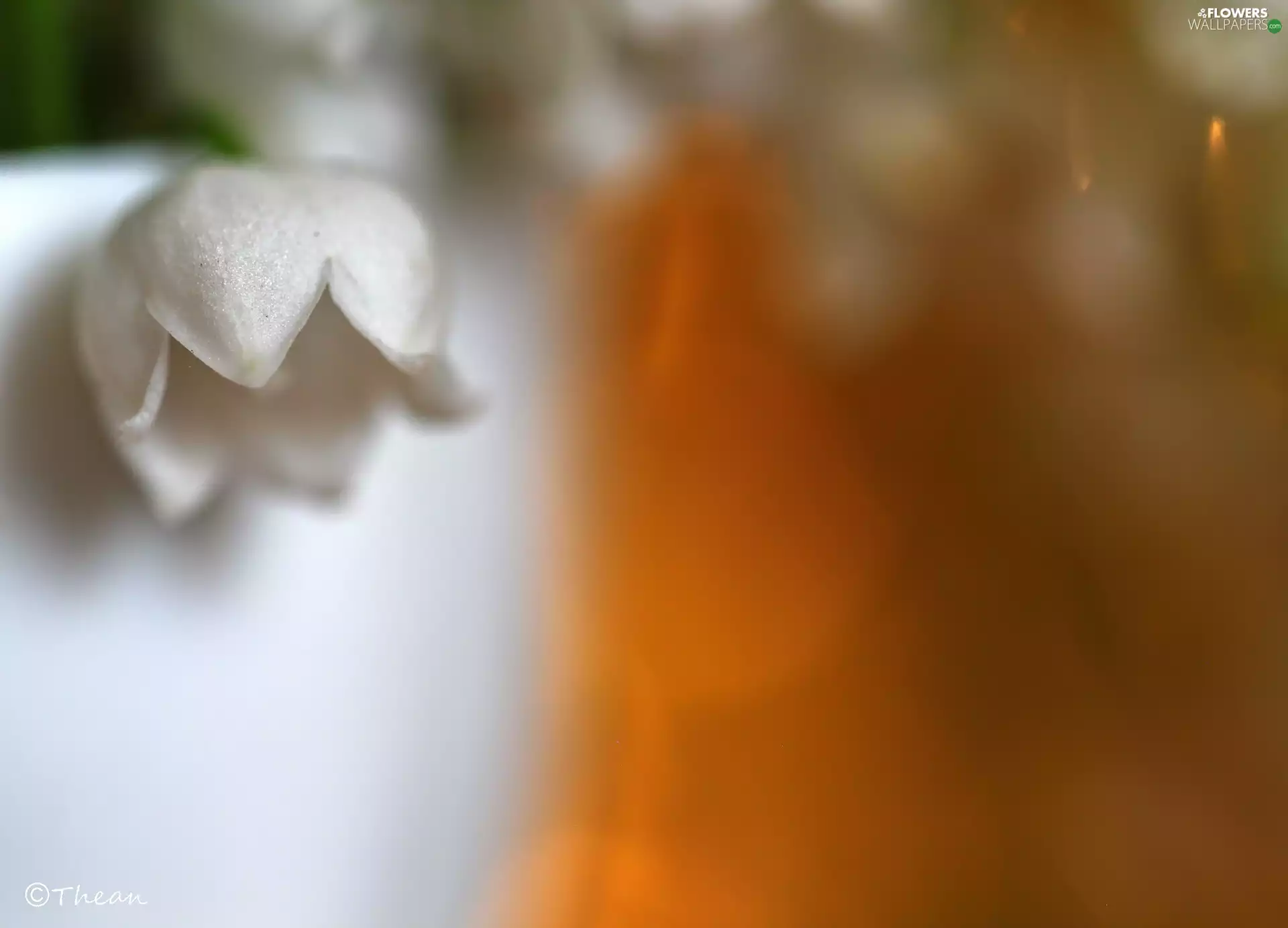 lily of the Valley, Colourfull Flowers, Spring, White