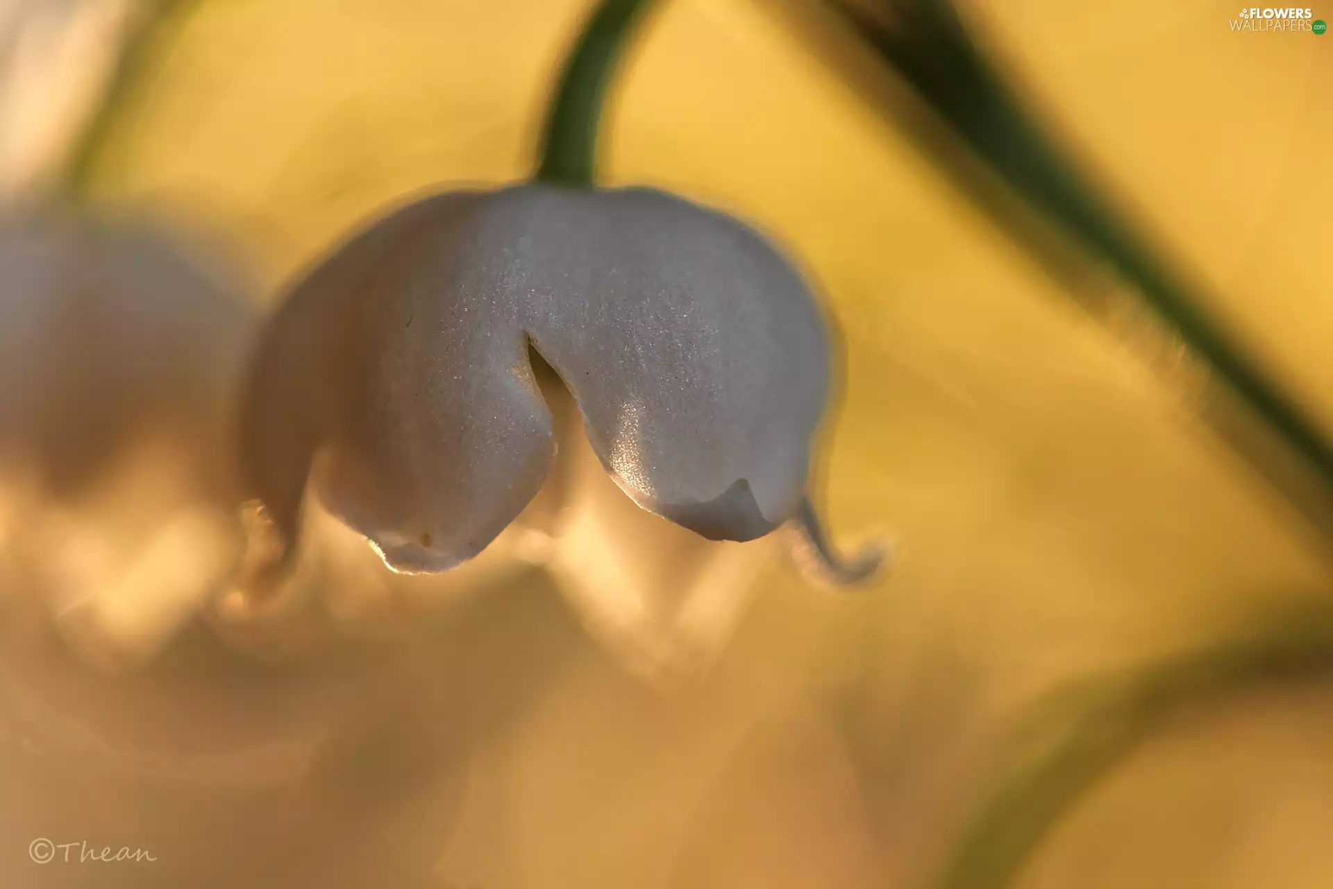 lily of the Valley, Colourfull Flowers, Spring, White