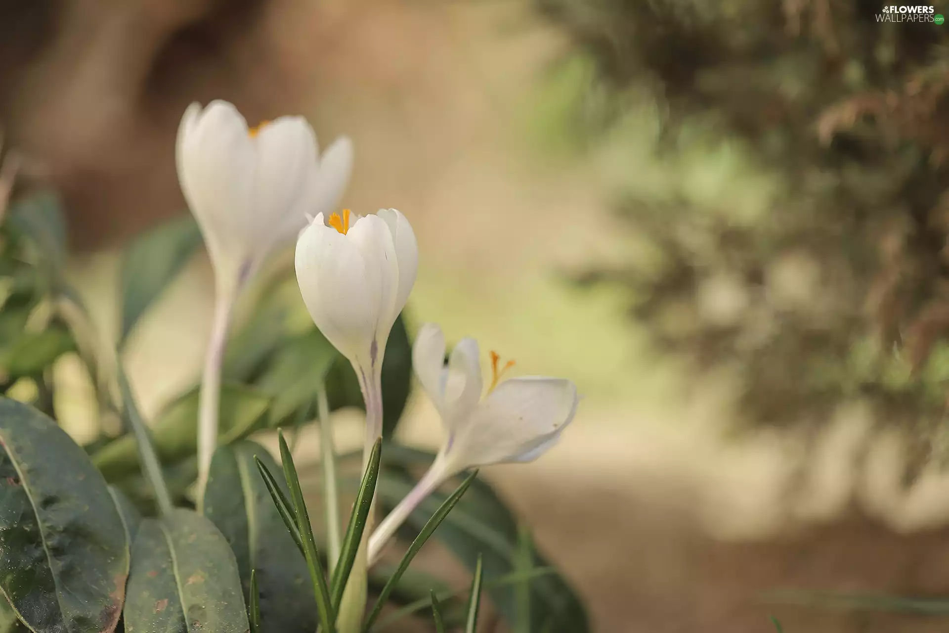 Three, crocuses, Flowers, White