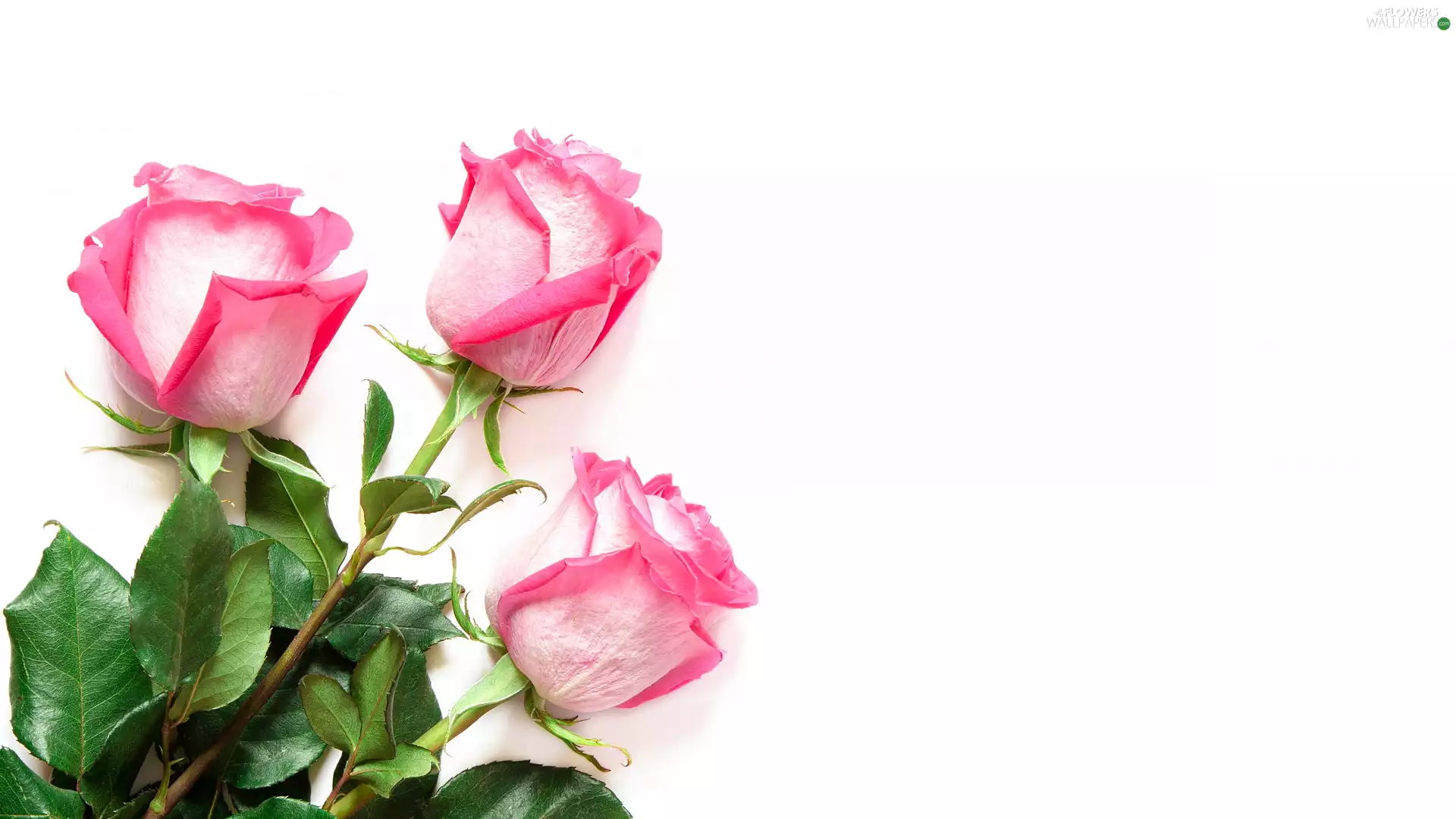 White, background, Pink-White, roses, Three