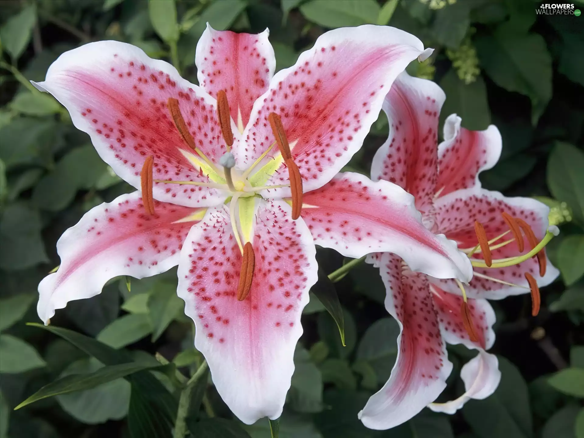 Tiger lily, pink, White