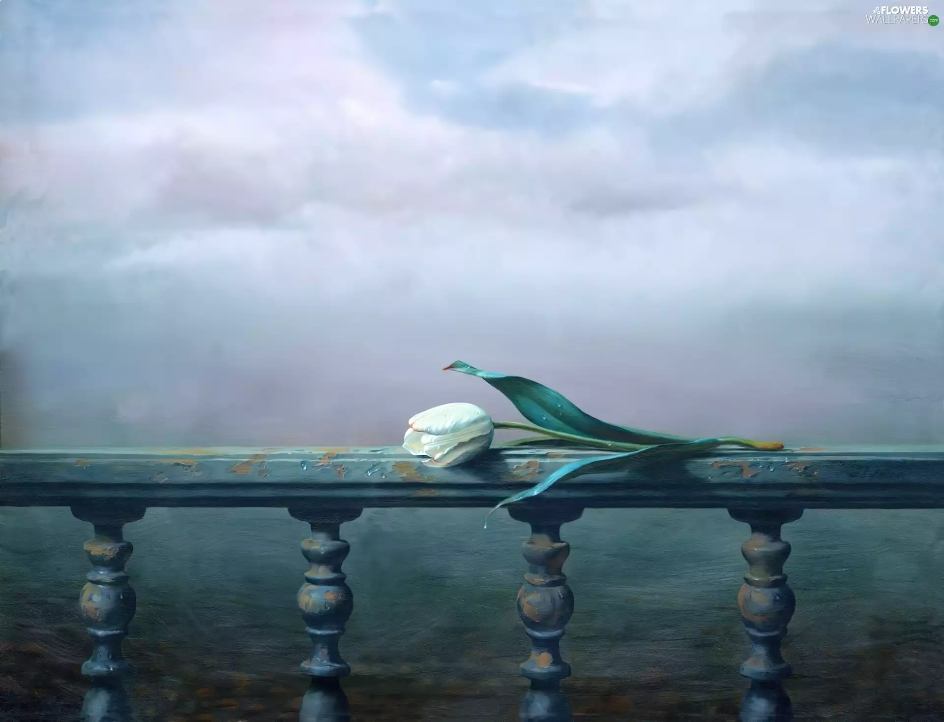 tulip, hand-rail, White